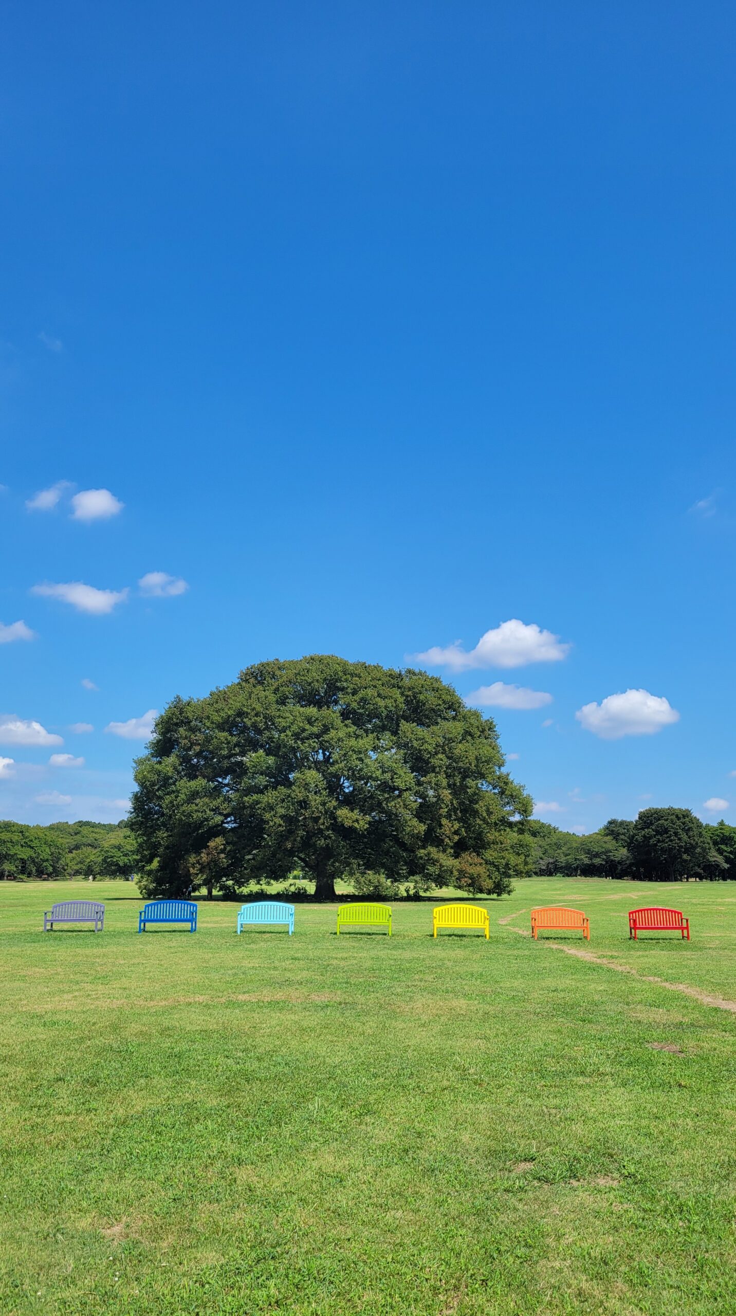 国営昭和記念公園のみんなの原っぱで、シンボルツリーとカラフルな椅子のオブジェ
