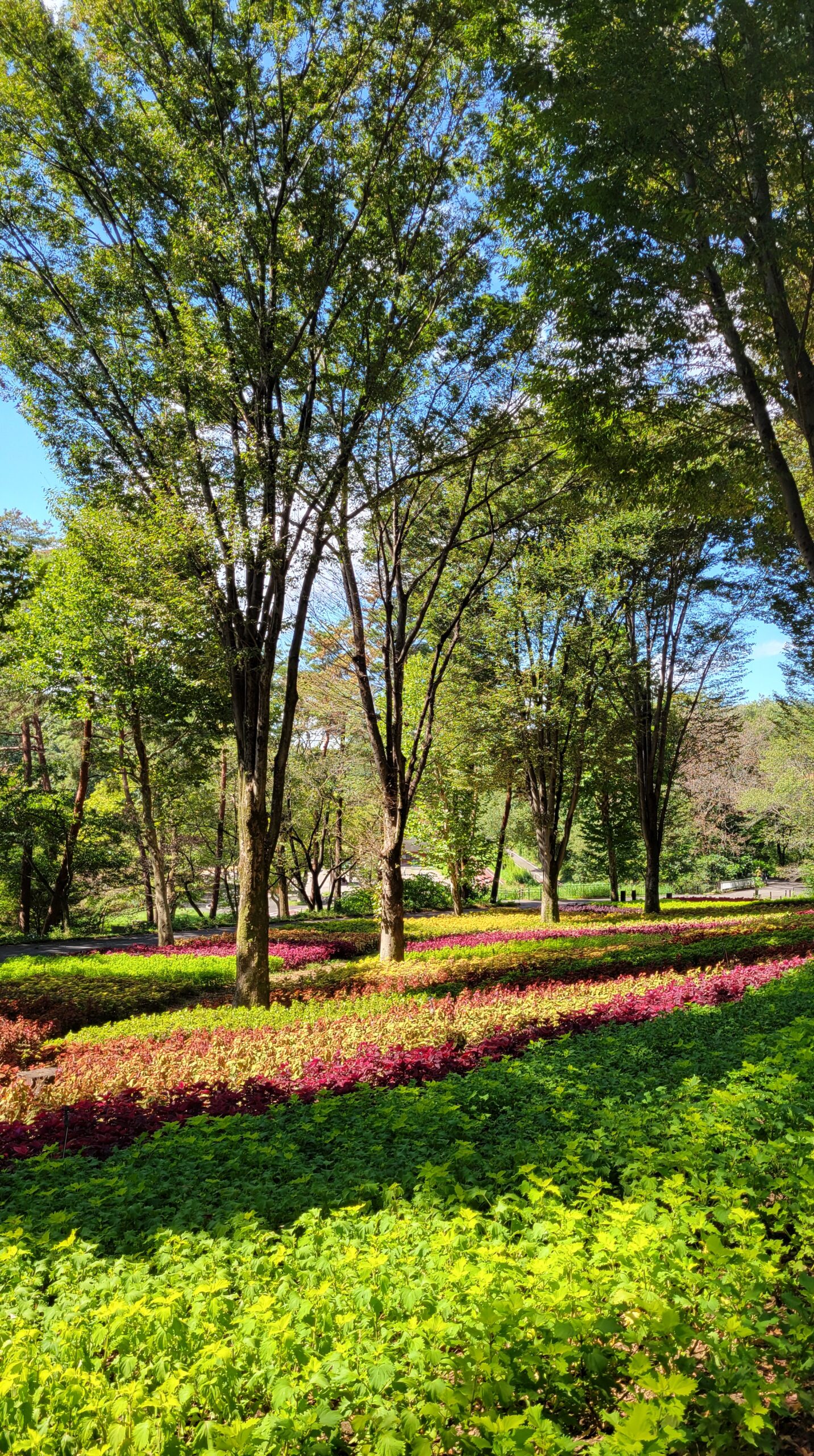武蔵丘陵森林公園のこもれび花畑で、奥まで続く色鮮やかなコリウス畑を奥行きを意識して撮影した風景写真。花畑全体のスケール感が伝わる。