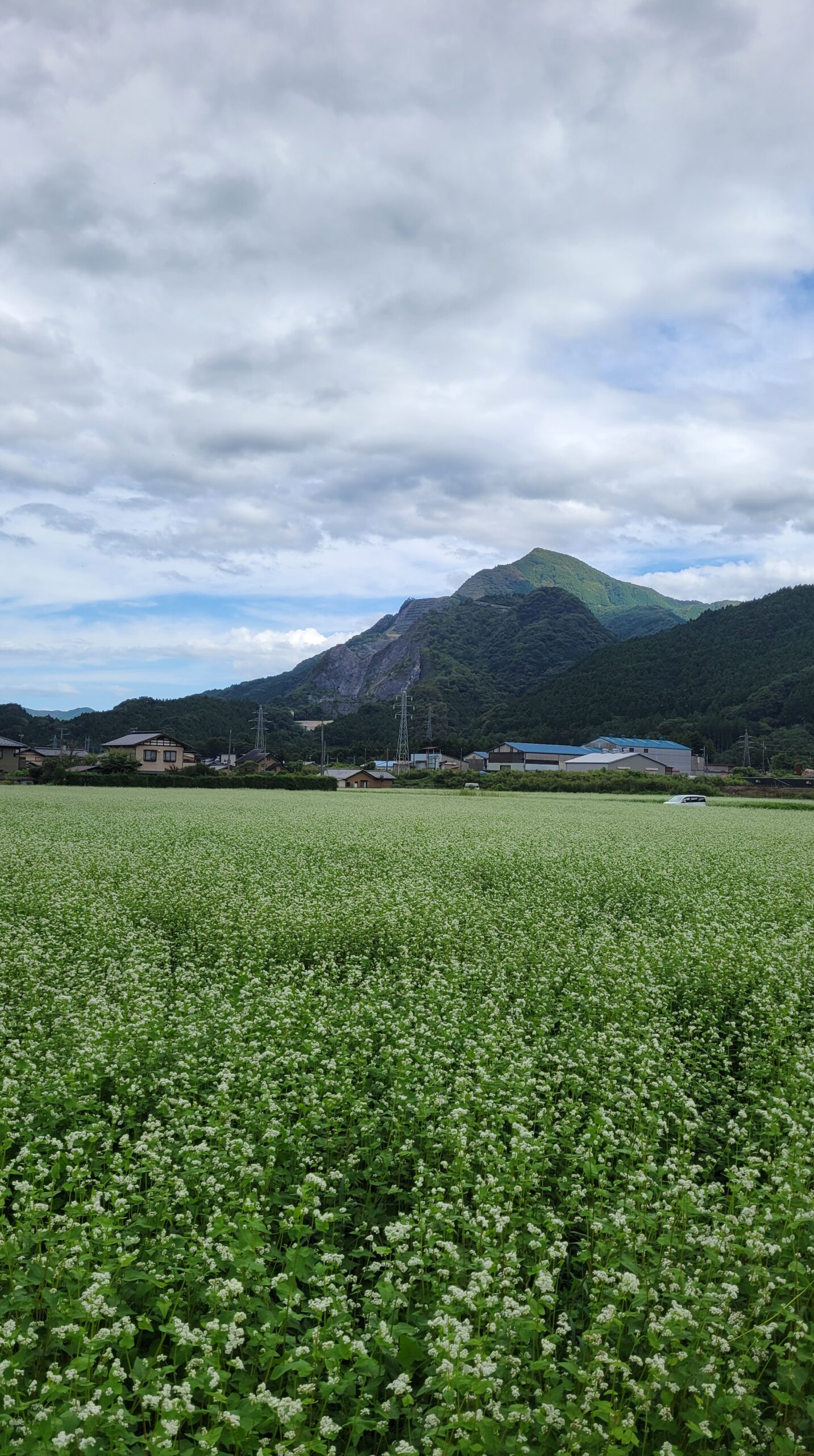 ちちぶ花見の里で、真っ白に咲く蕎麦の花と背後にそびえる武甲山を組み合わせて撮影した写真。秩父の雄大な自然を表現。