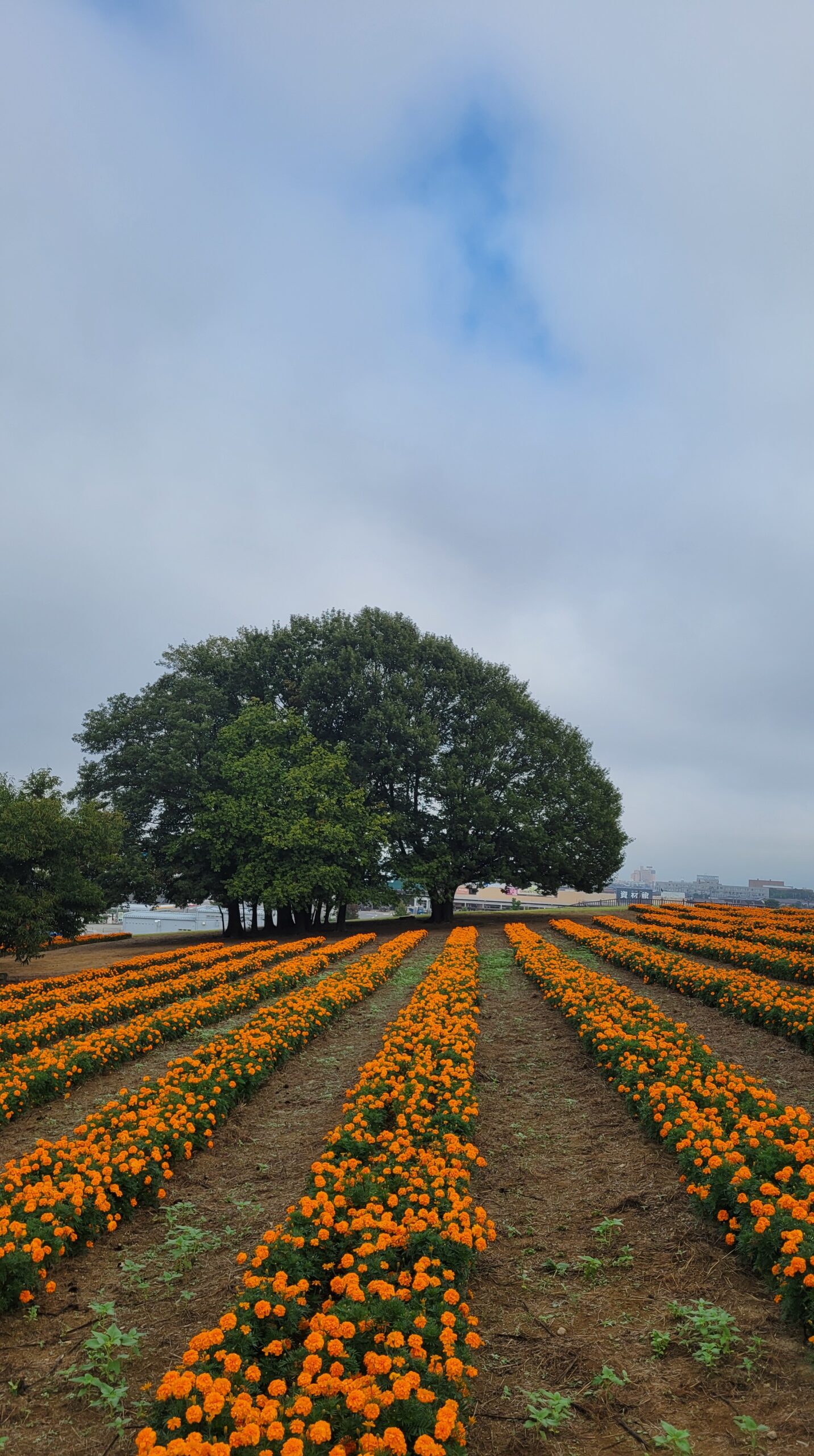 マリーゴールドの丘公園で側面からマリーゴールド畑と大きな木を撮影した自然と調和する風景。