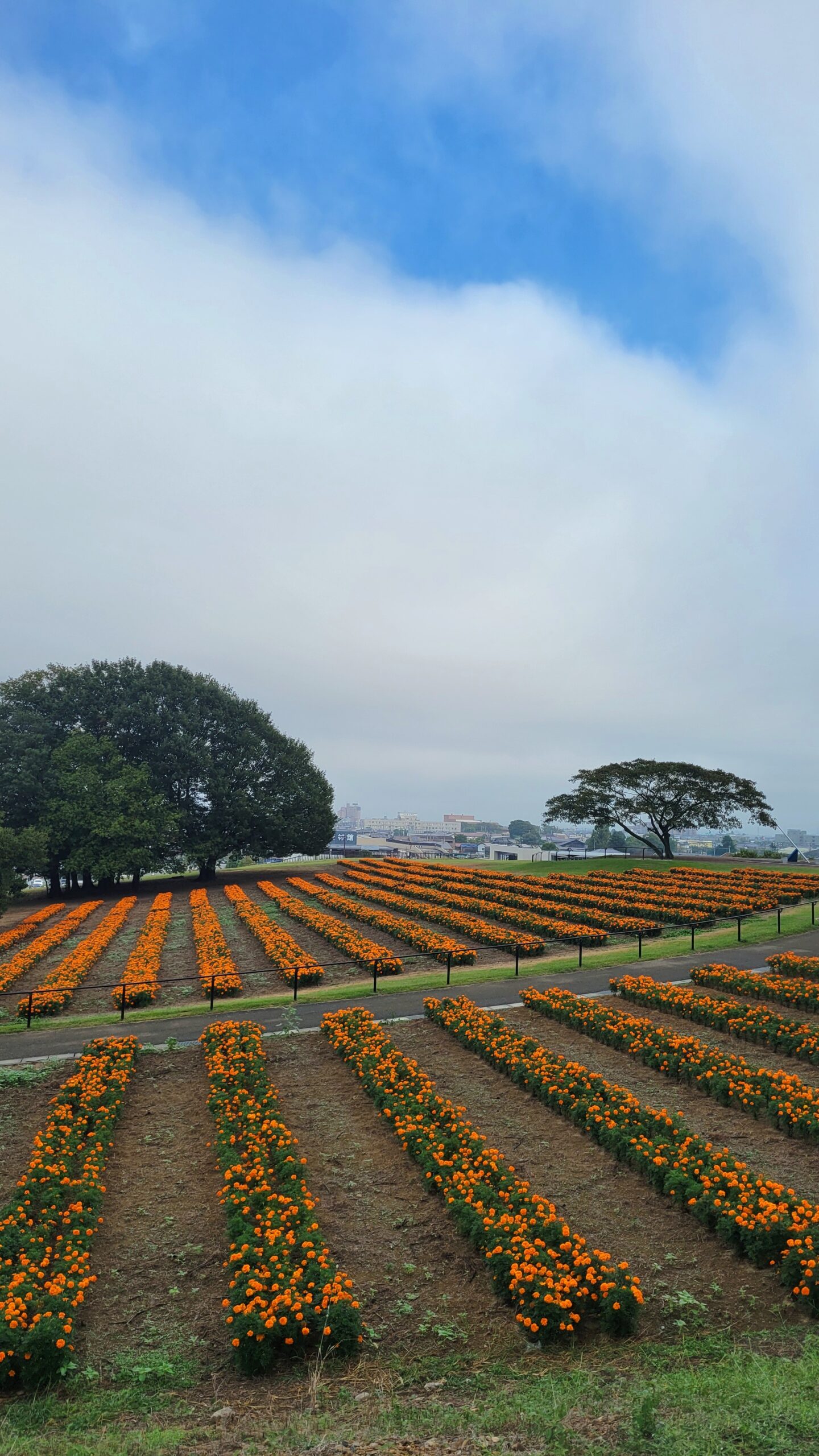 マリーゴールドの丘公園の高台から丘一面に広がるマリーゴールド畑と木を広めに撮影した風景。