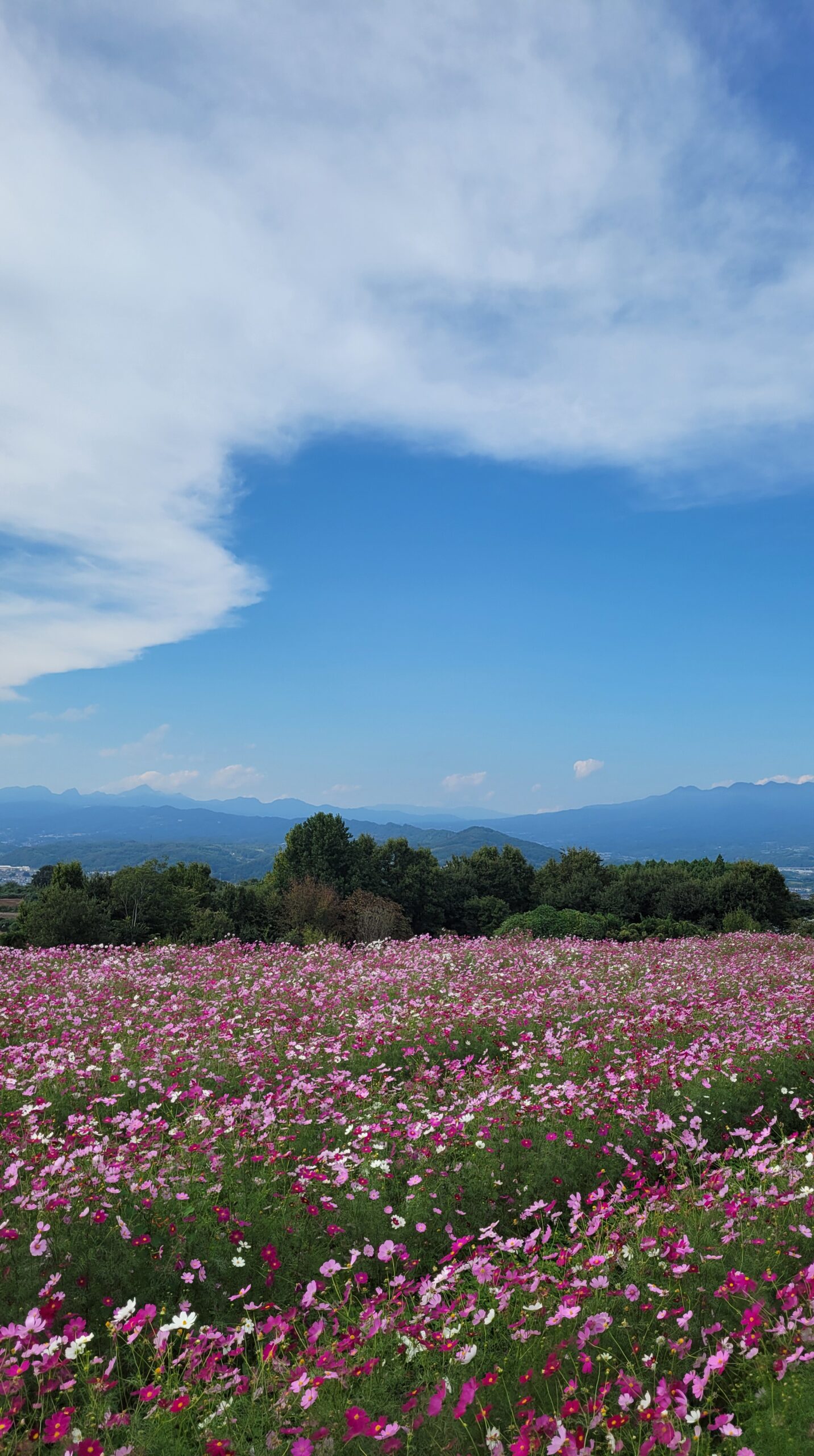 鼻高展望花の丘で咲き誇るセンセーションコスモスと群馬の山々を一緒に撮影した秋の風景。