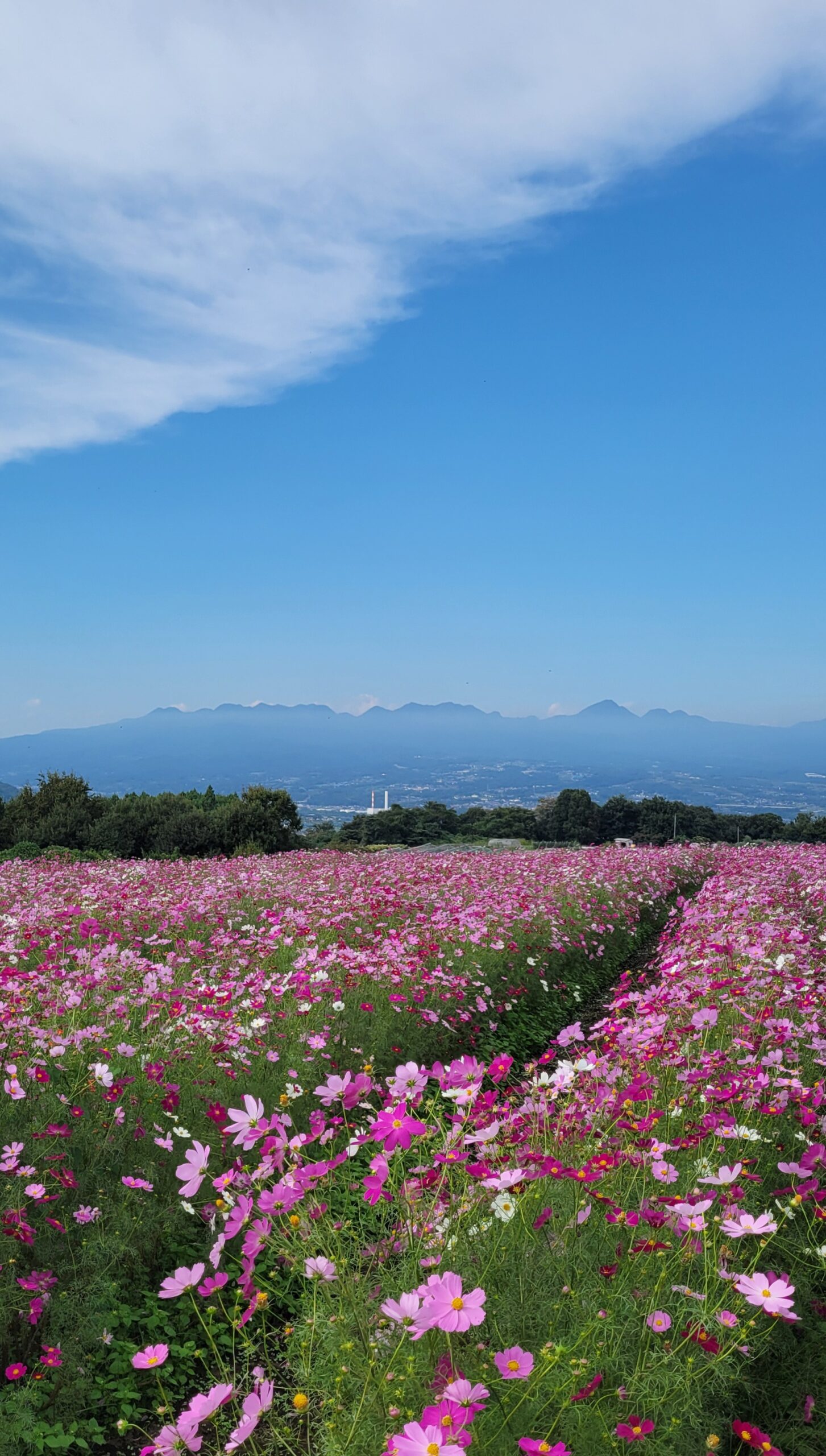 鼻高展望花の丘で群馬の山々を背景に広がる美しいコスモス畑を撮影した季節感あふれる写真。