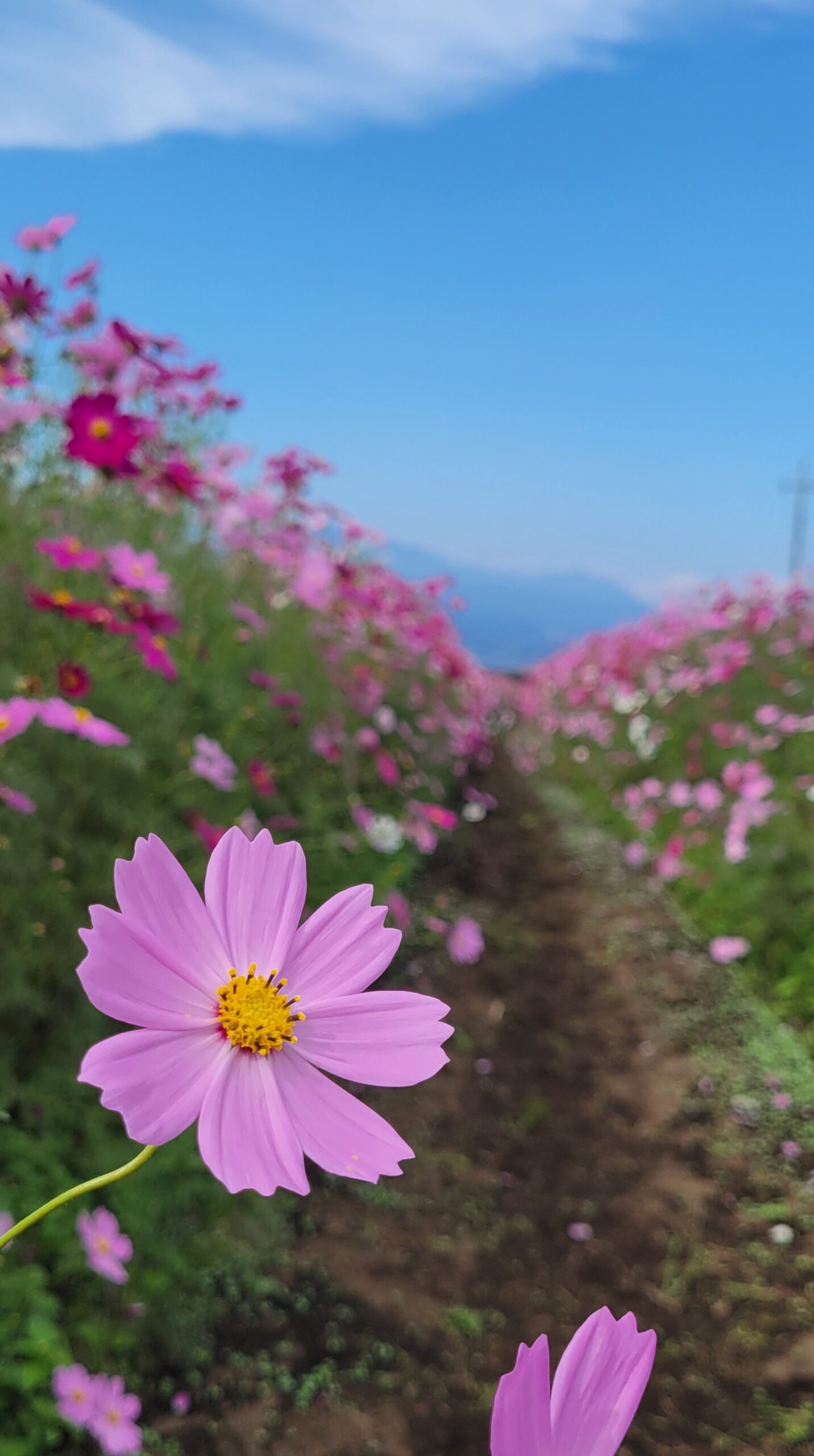 鼻高展望花の丘で小路に咲く形の美しいコスモスにピントを合わせた繊細で優しい風景。
