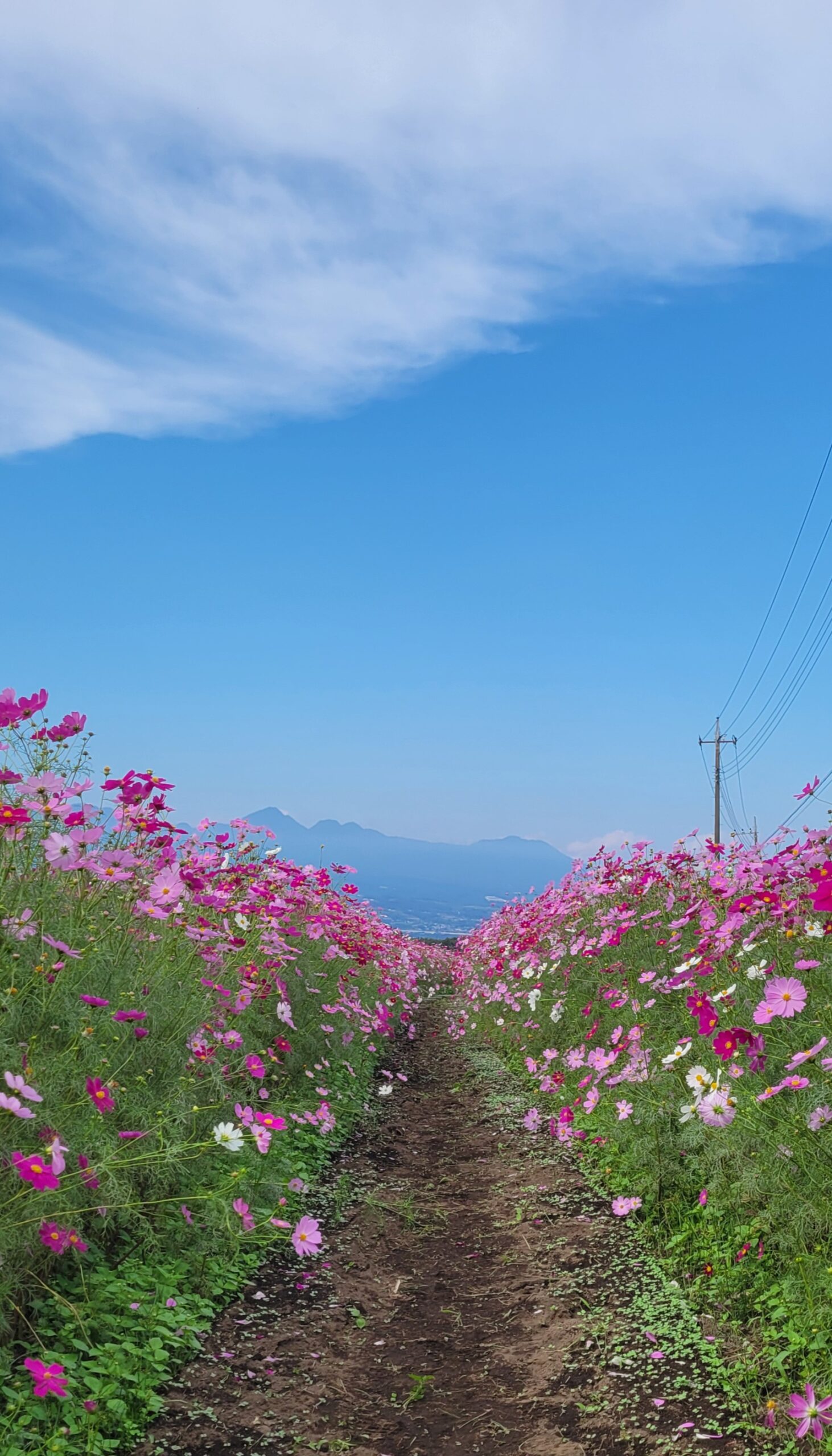 鼻高展望花の丘で小路を進むような視点から両側に咲くコスモスを撮影した自然と調和する風景。