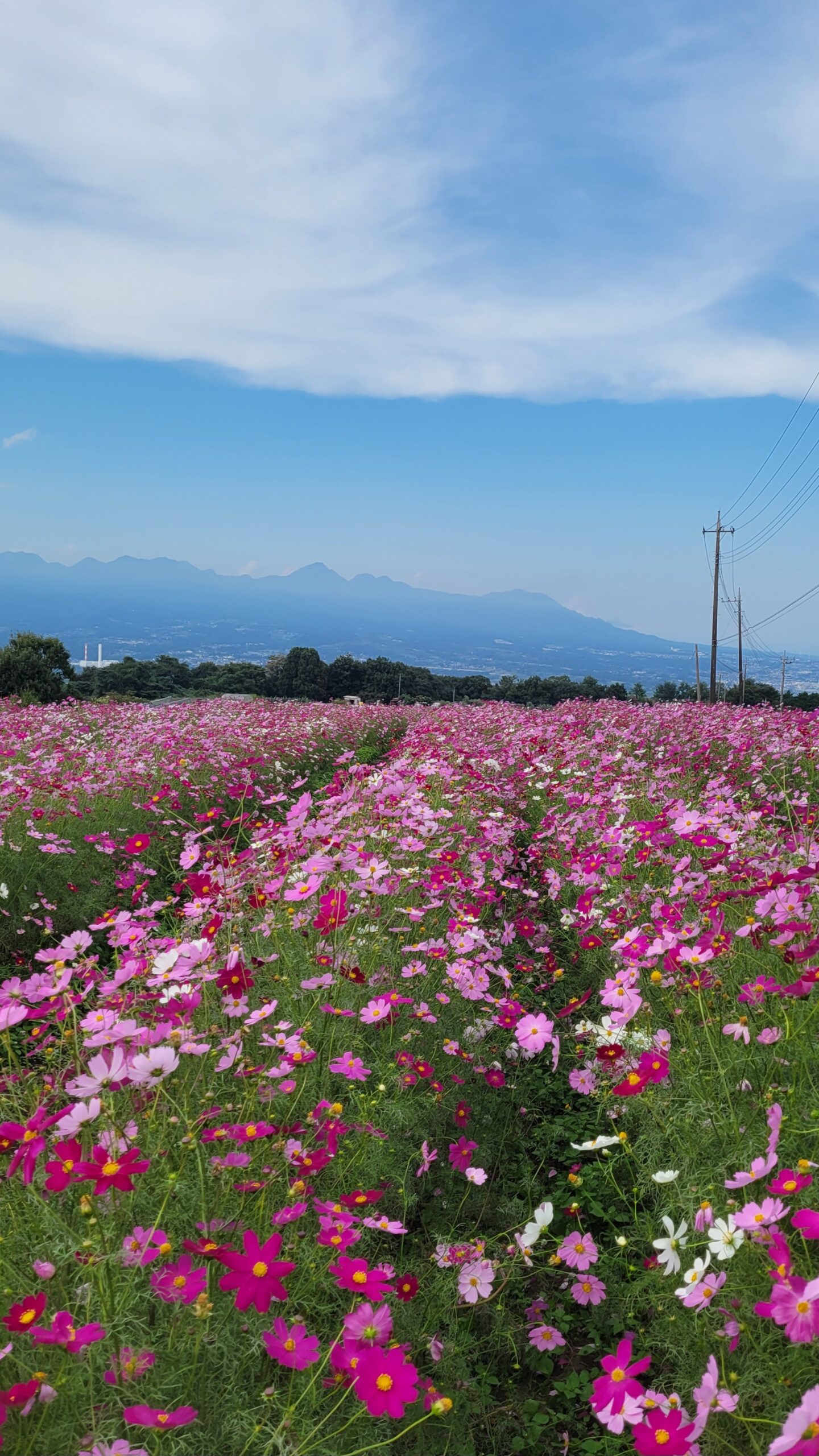 鼻高展望花の丘で脚立からコスモスと遠くの群馬の山々を撮影した広がりのある自然風景。
