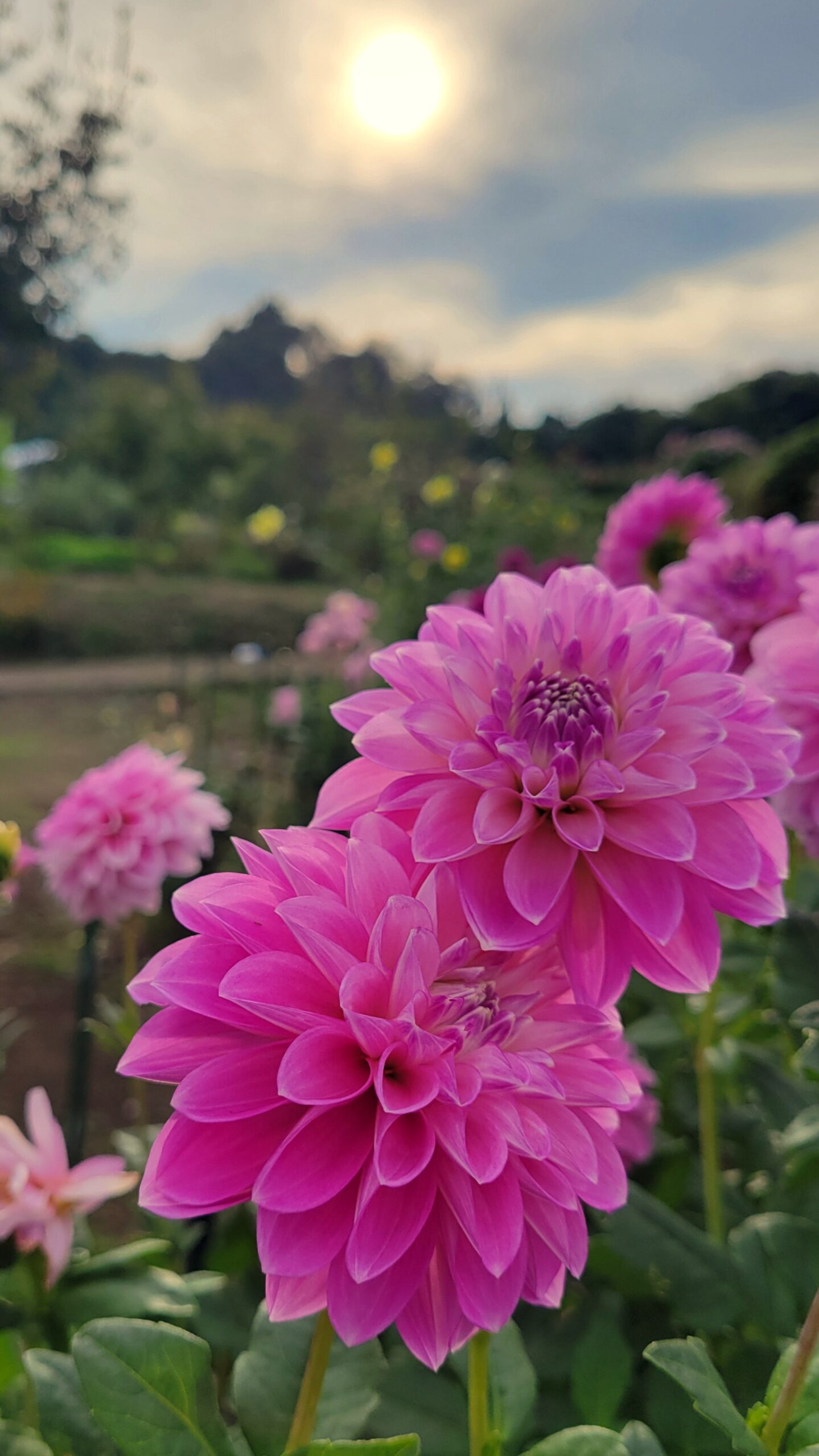 アイリスの丘で夕日に照らされた美しいダリアの花を撮影した柔らかな光の風景。
