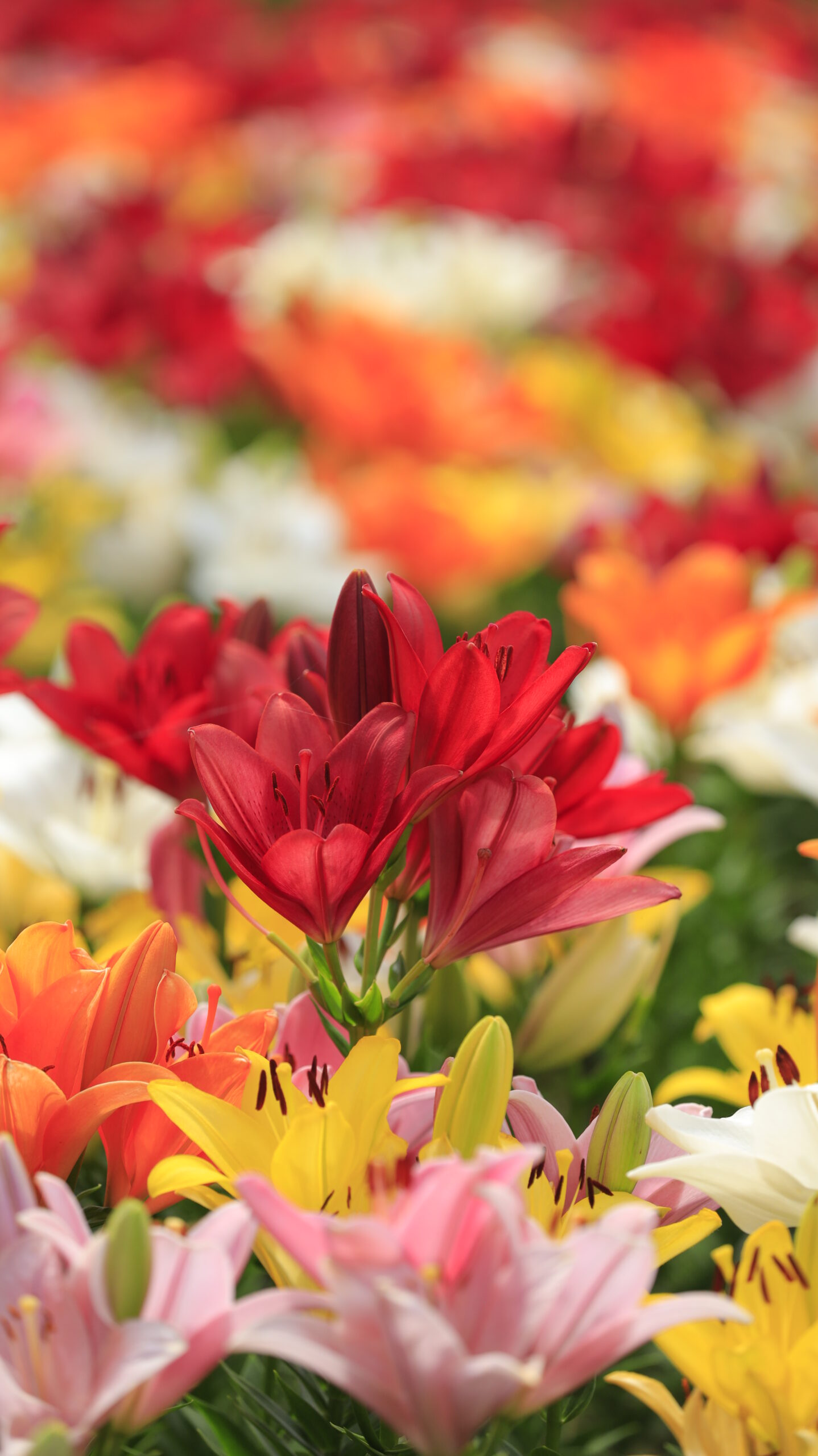 深谷グリーンパークで赤い百合にピントを合わせ、背景の花々をぼかして主役の存在感を際立たせた構図。