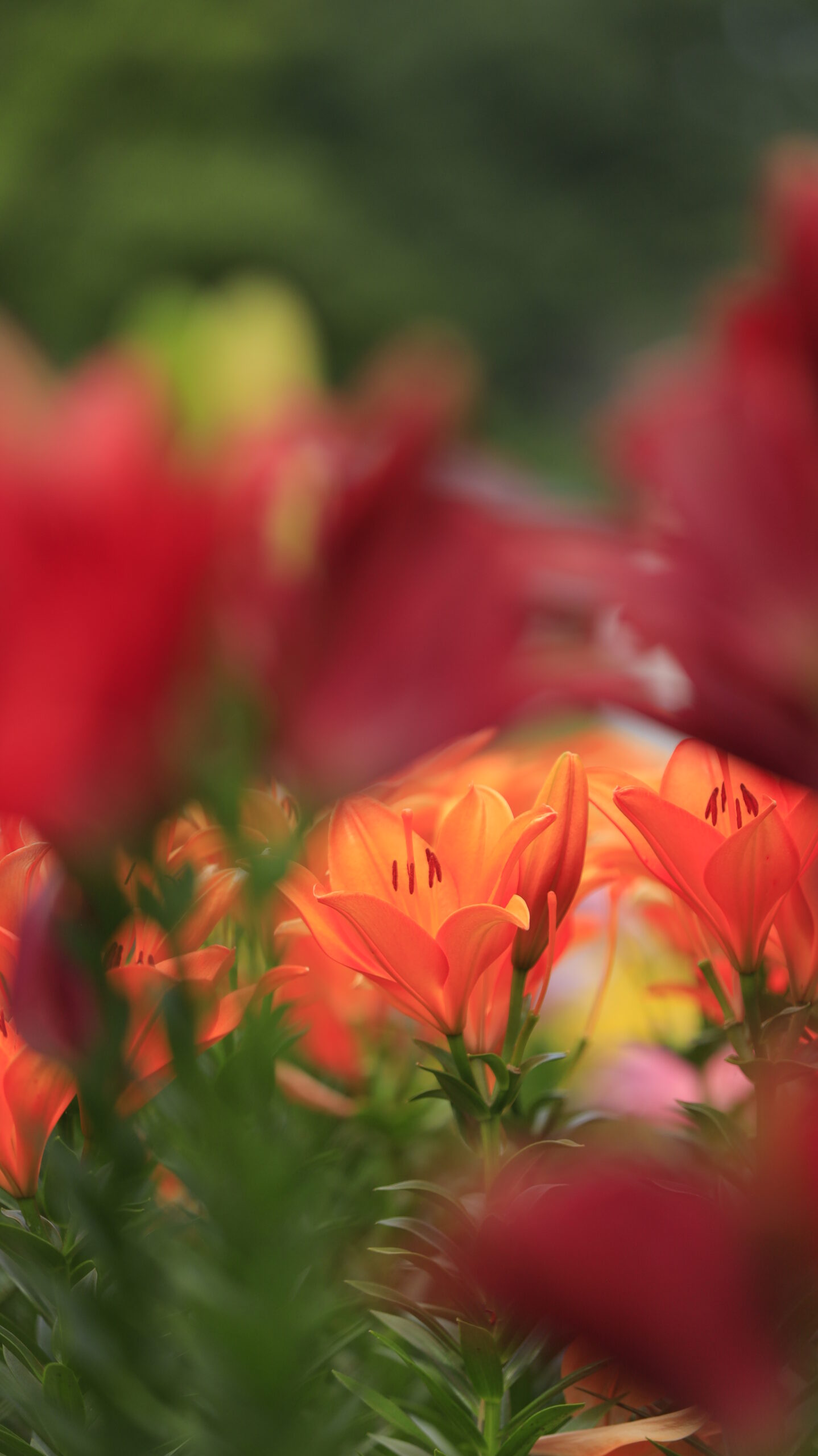 深谷グリーンパークで赤い百合の間からのぞくオレンジの花を発見し、花の重なりと奥行き感を意識して撮影。
