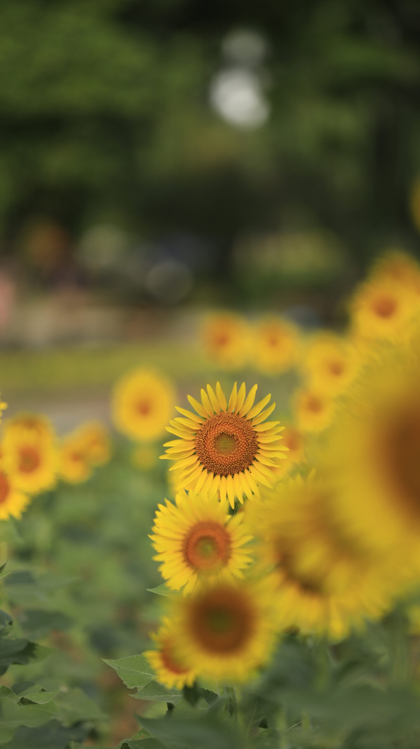 熊谷スポーツ文化公園で中央のひまわりにピントを合わせ連続する花畑を撮影した写真