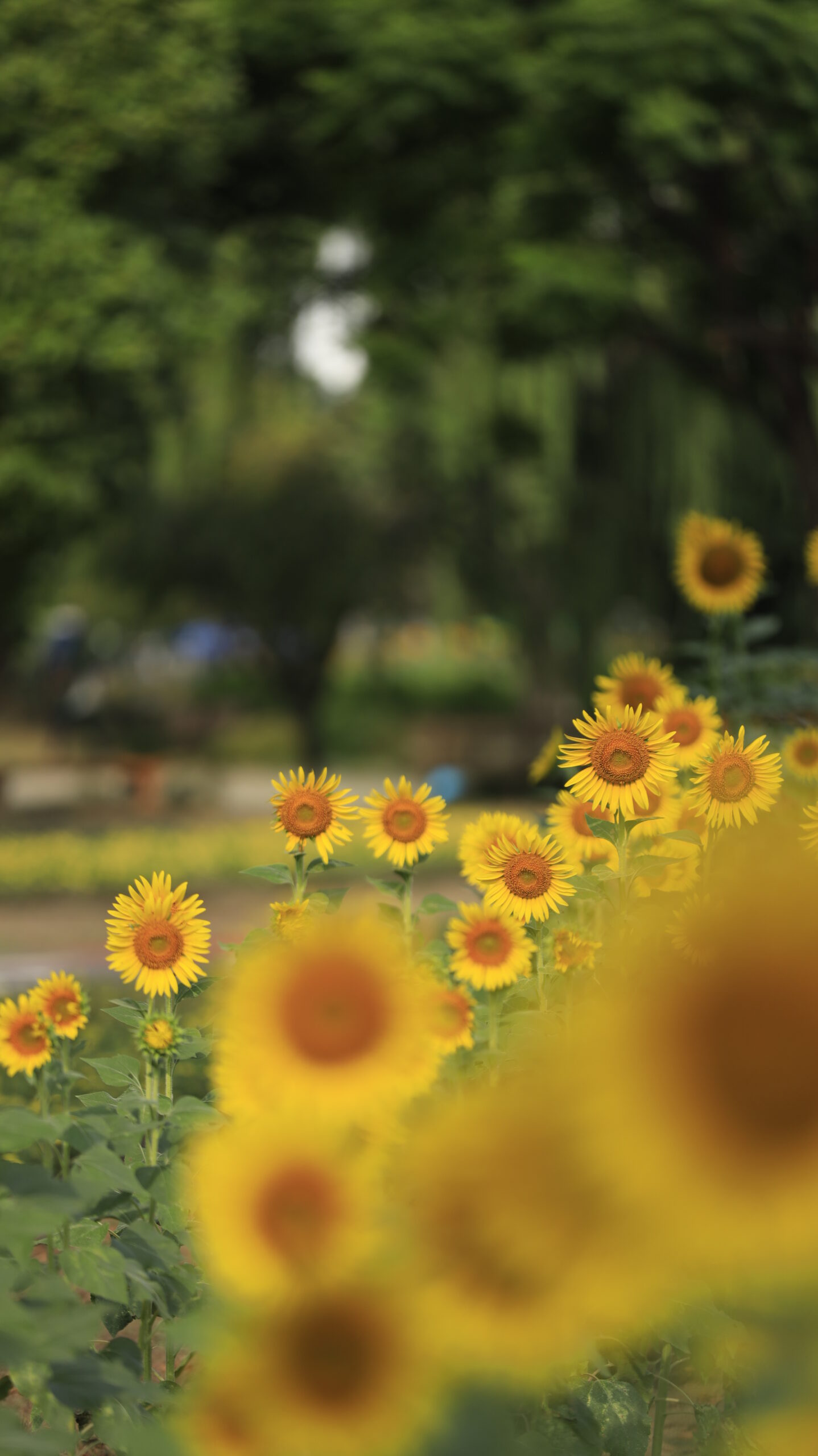 熊谷スポーツ文化公園で奥のひまわりにピントを合わせ手前をぼかした奥行きのある写真