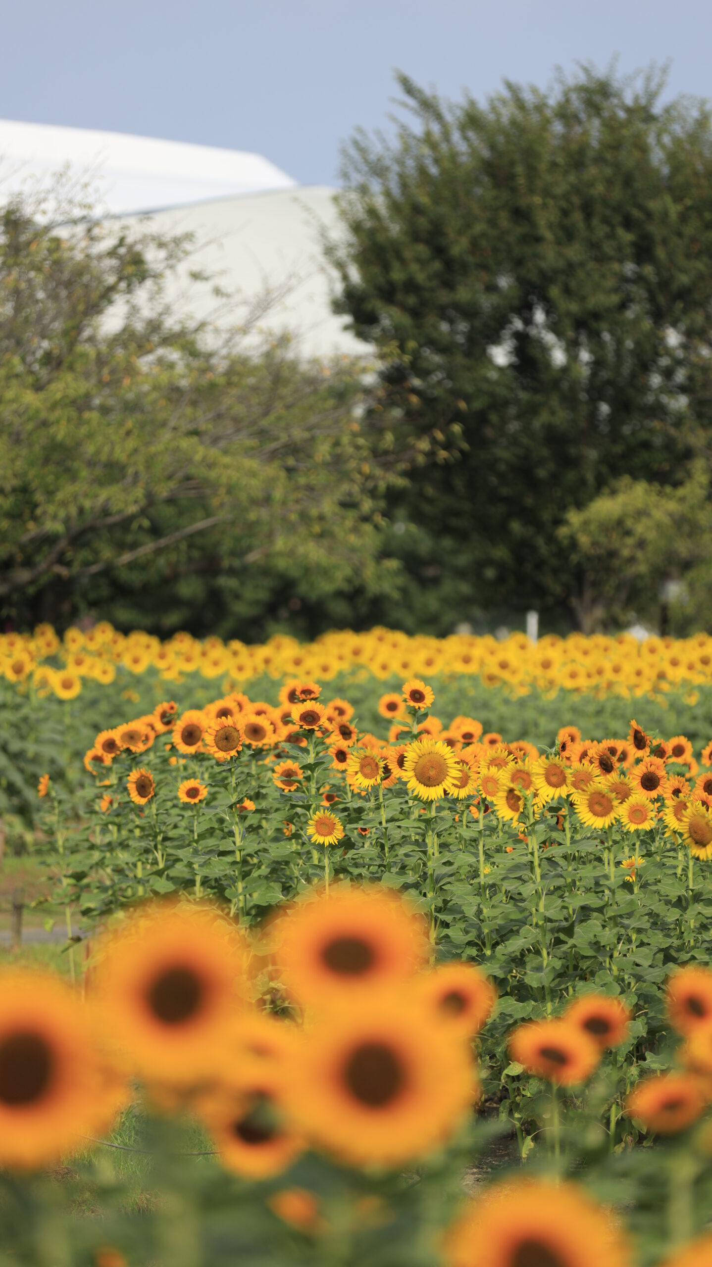 熊谷スポーツ文化公園で手前をぼかし奥のひまわりとスポーツドームを調和させた写真