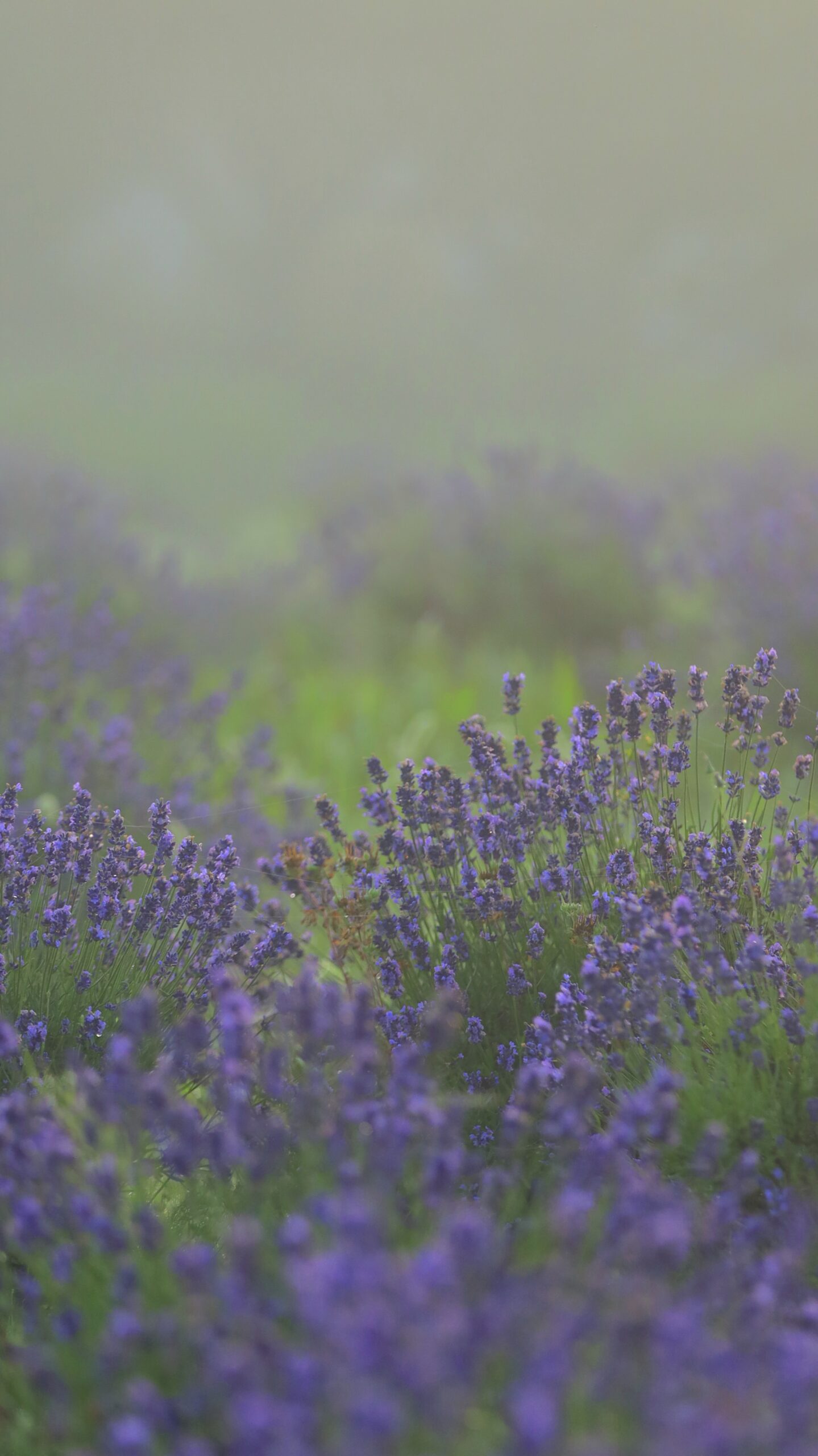久喜菖蒲総合支所にて、「日の出前の淡い光と花」と感じた写真です。