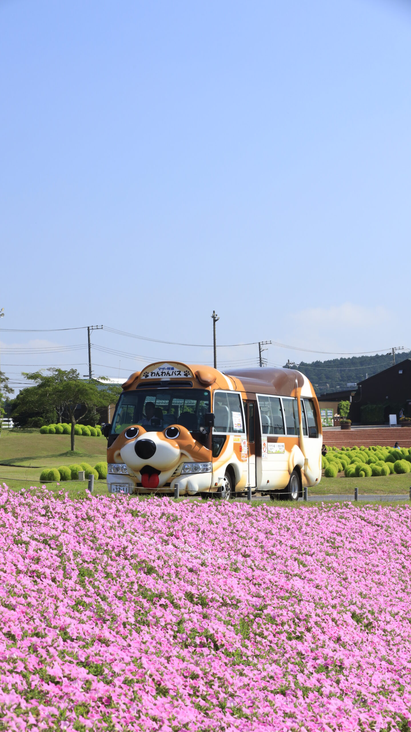 マザー牧場の桃色吐息(ペチュニア)畑に到着する可愛い園内バスの写真