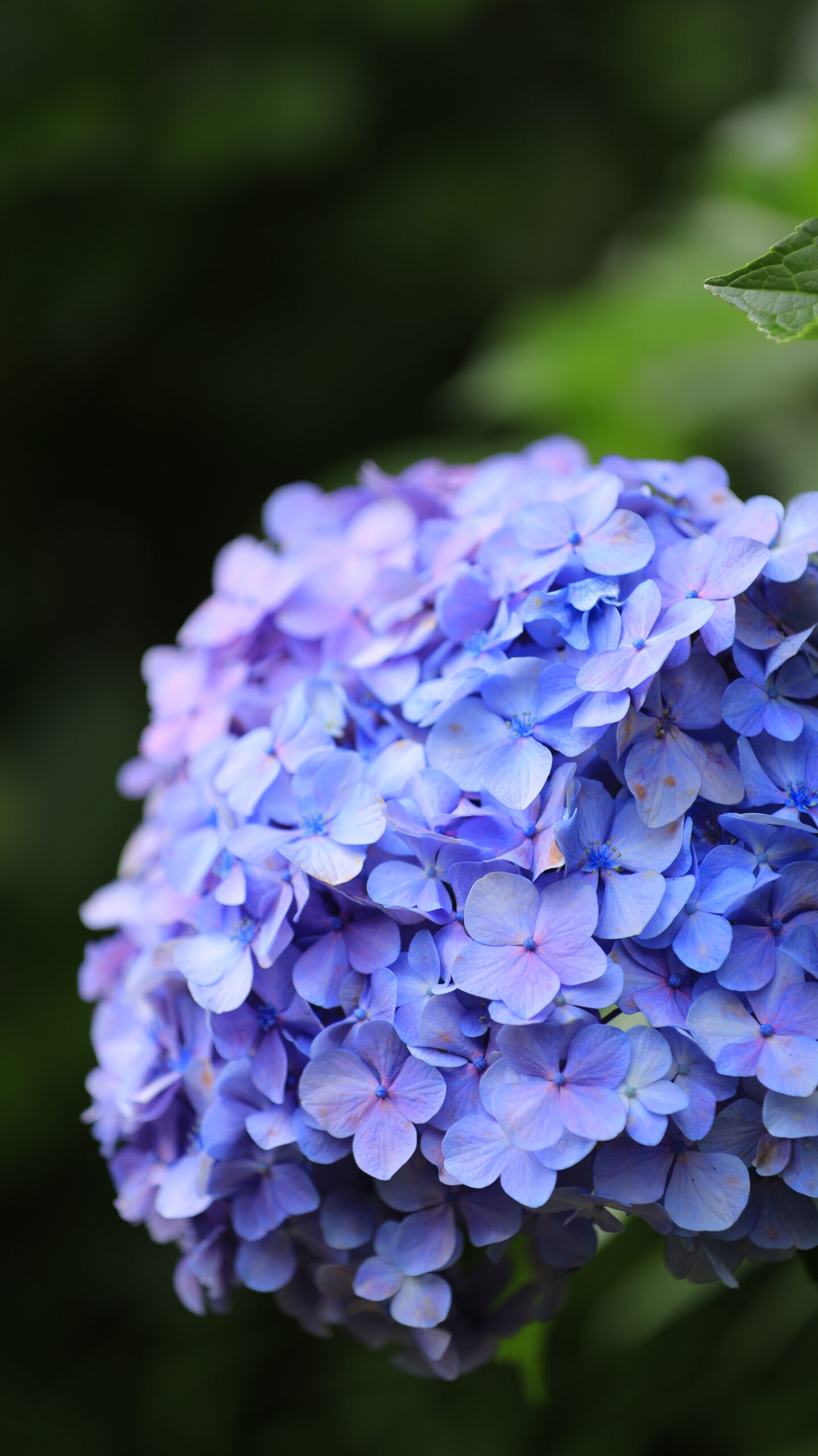 飛鳥山公園にて、「王子駅そばの朝の紫陽花」と感じた写真です。