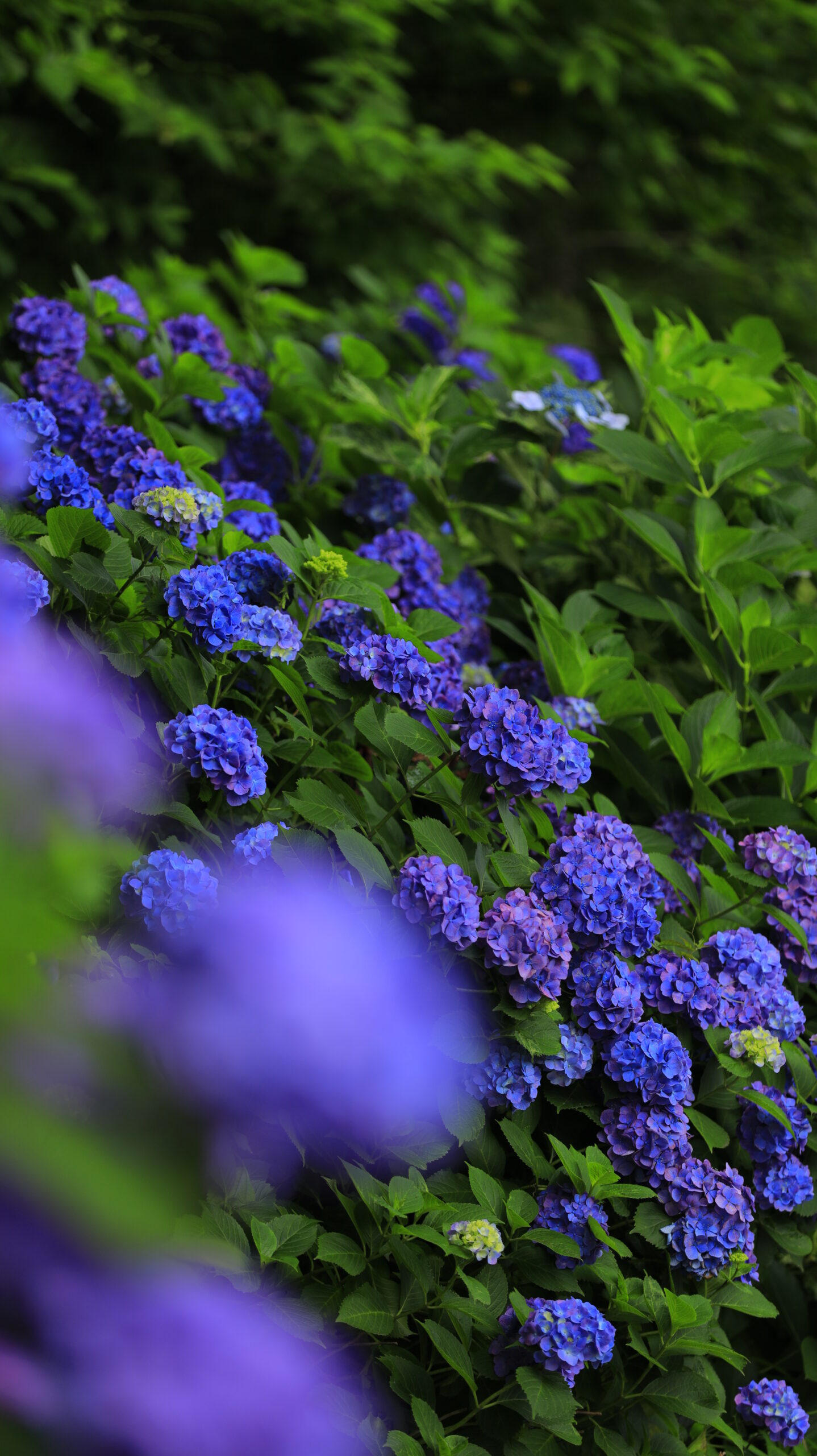 飛鳥山公園にて、「線路沿いの静かな紫陽花」と感じた写真です。