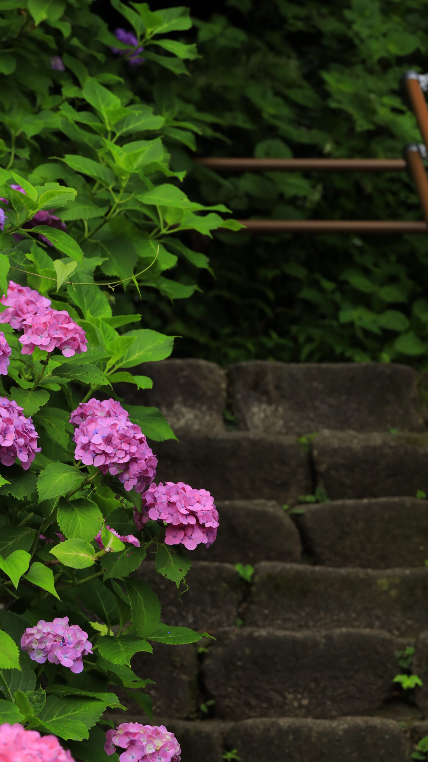 飛鳥山公園にて、「階段沿いに咲く美しい紫陽花」と感じた写真です。