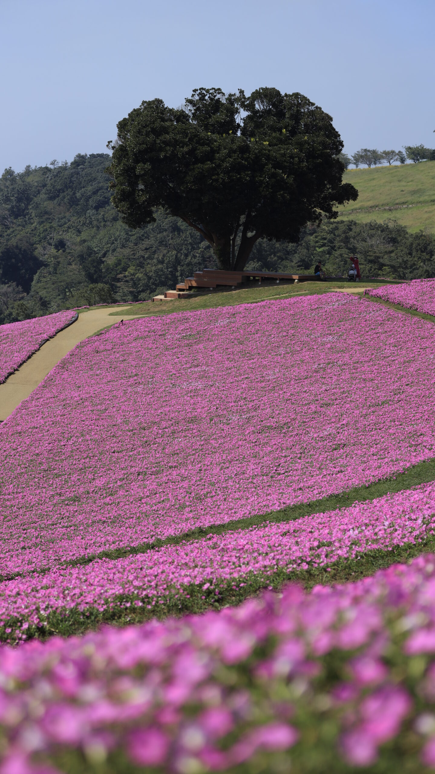 マザー牧場の桃色吐息(ペチュニア)を前景に奥の畑とシンボルツリーを写した写真