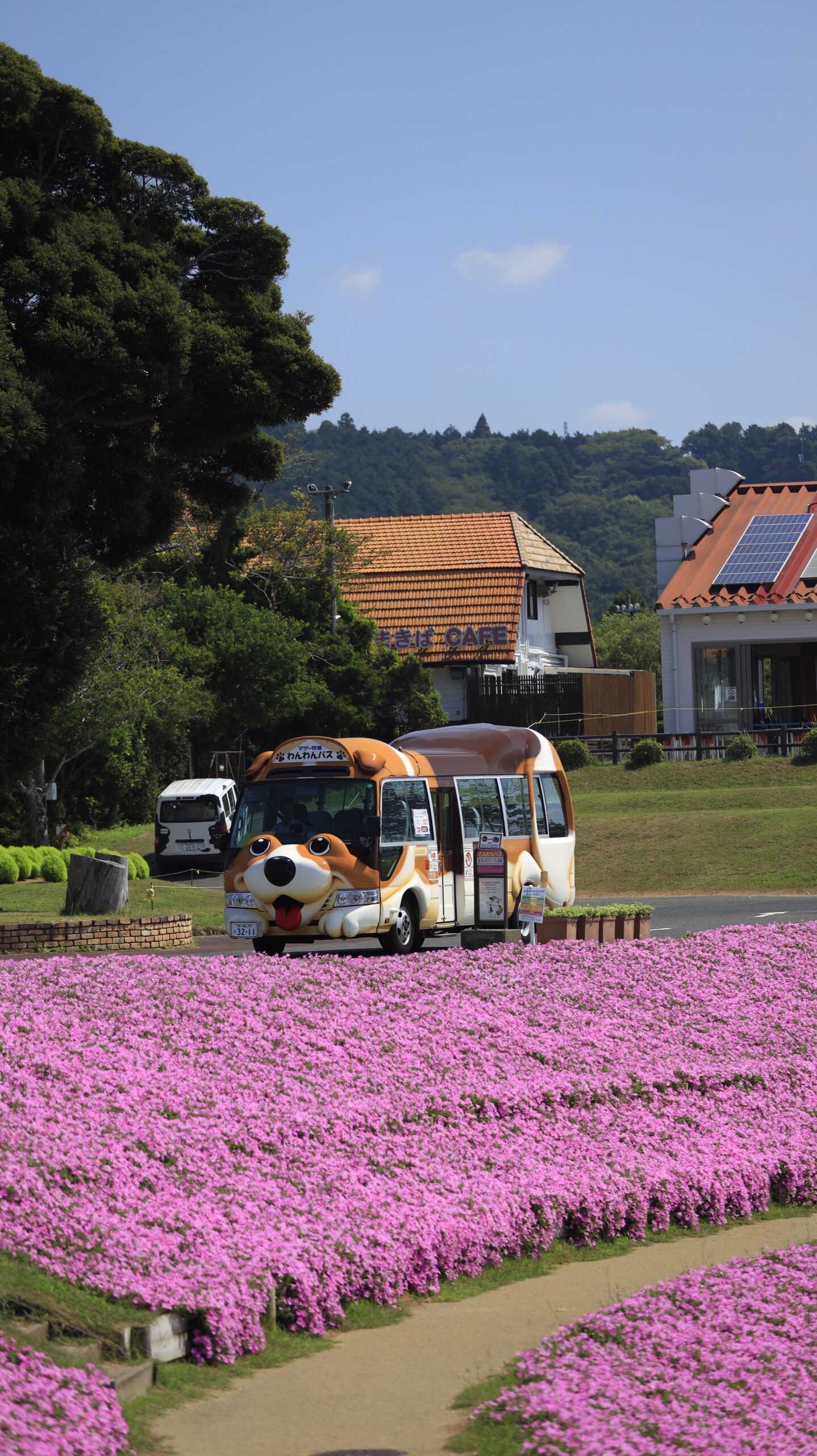 マザー牧場の桃色吐息(ペチュニア)畑を背景に横からとらえた園内バスの写真