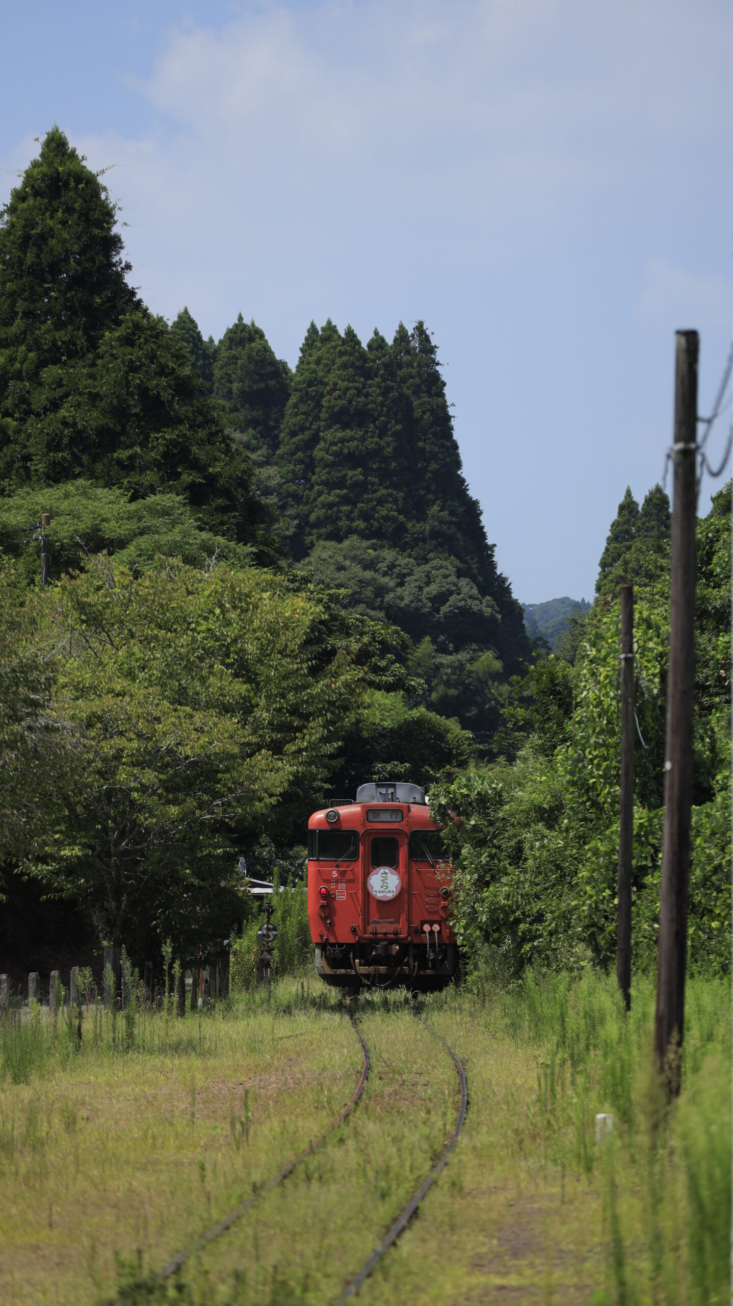 小湊鉄道の上総中野駅で林の中へ消えていく急行電車を撮影した写真