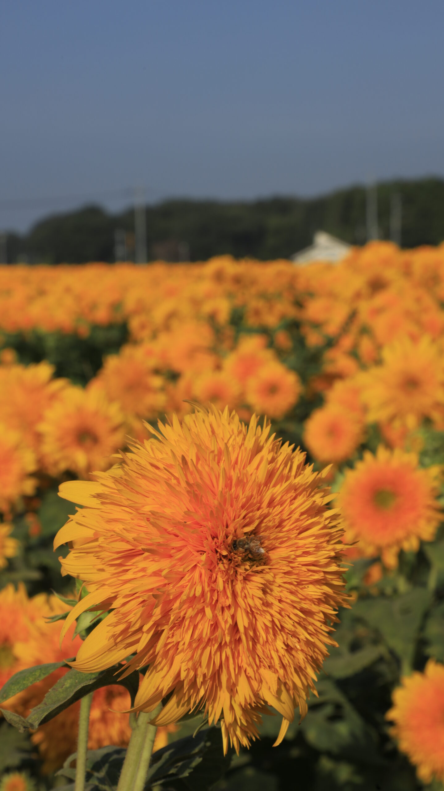 茨城県筑西市あけのひまわりフェスティバルで、夏の太陽を浴びて輝く形の整った八重向日葵を撮影した写真