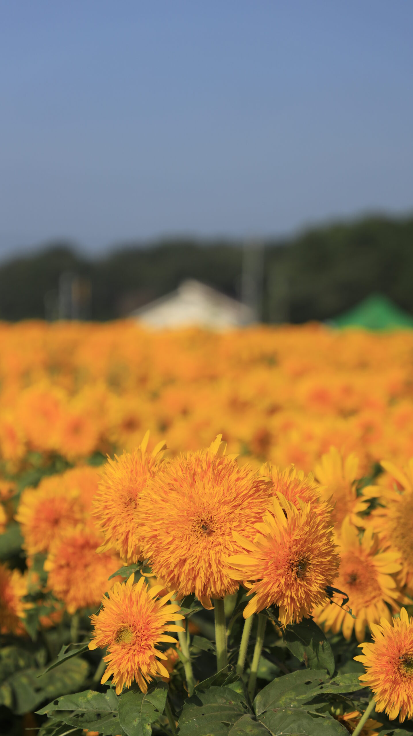 茨城県筑西市あけのひまわりフェスティバルで、一面に咲き誇る満開の八重向日葵が黄色のじゅうたんのように広がる様子を写した写真