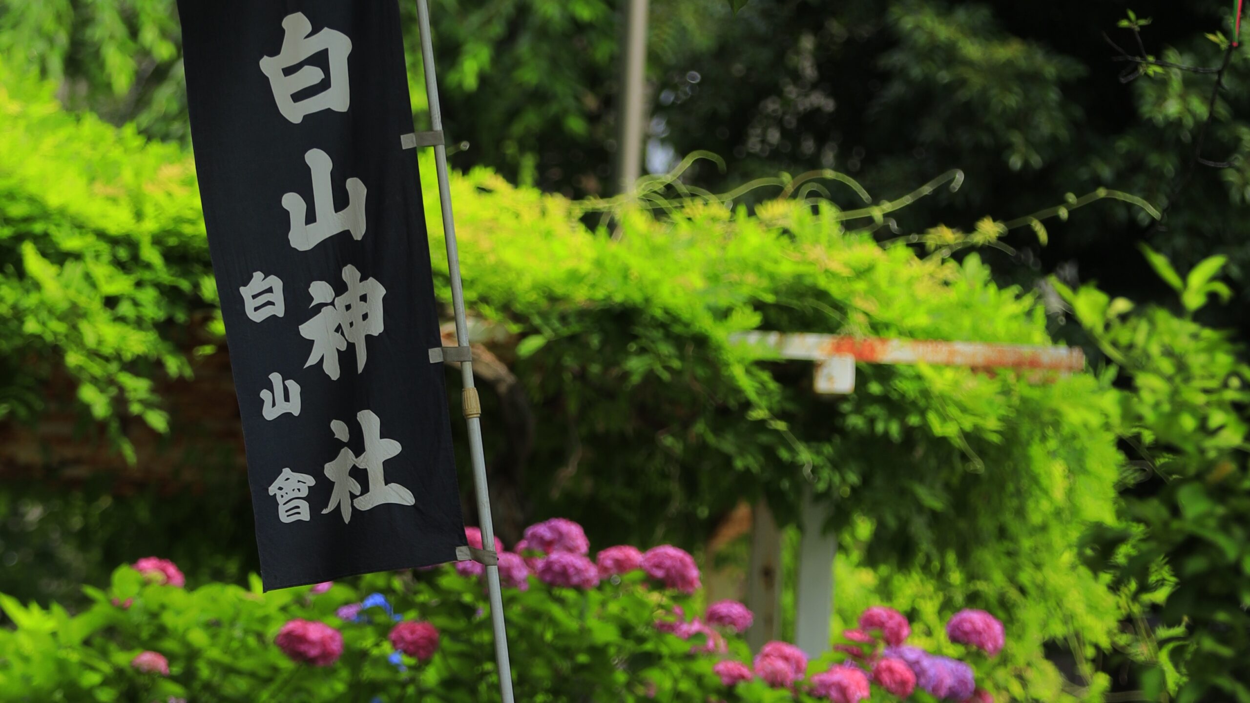 白山神社（文京区）