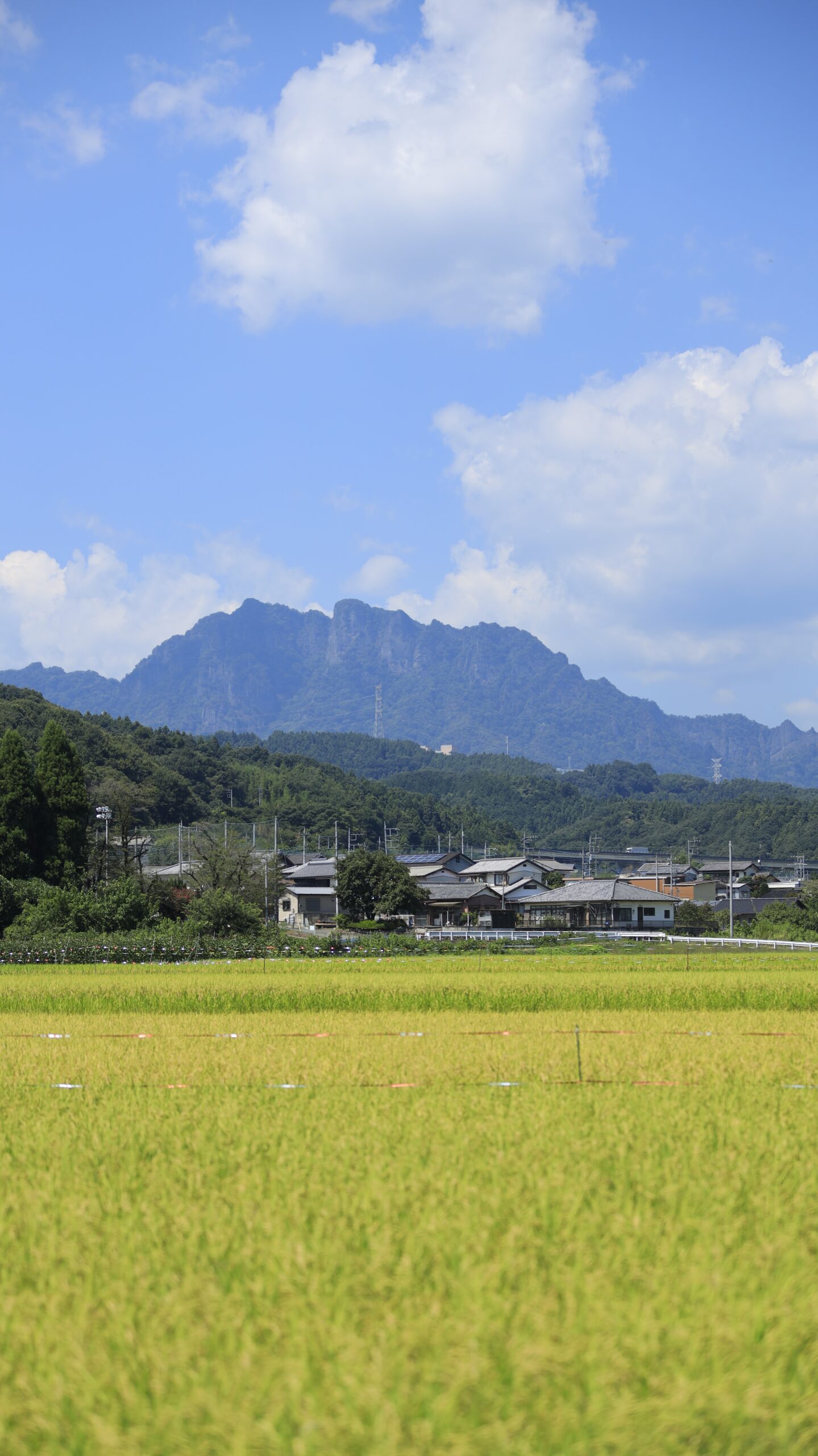 群馬県の妙義山を背景に、稲刈り前で黄金色に染まり始めた田んぼを一緒に写した日本の秋を感じる田園風景