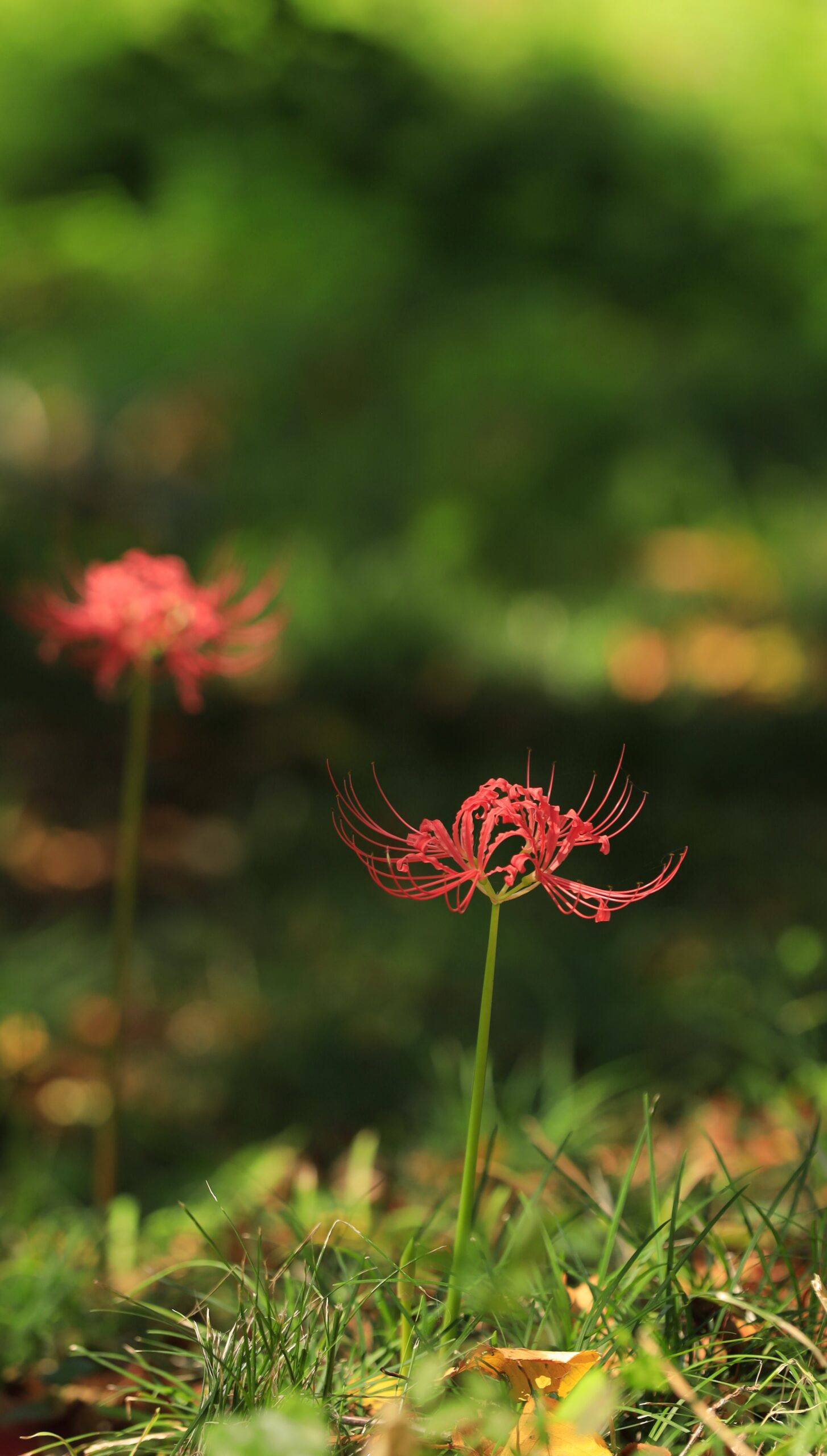 埼玉県のさくら堤公園で、咲き始めの曼殊沙華(彼岸花)を横からとらえ、繊細な花びらと鮮やかな赤を表現した写真