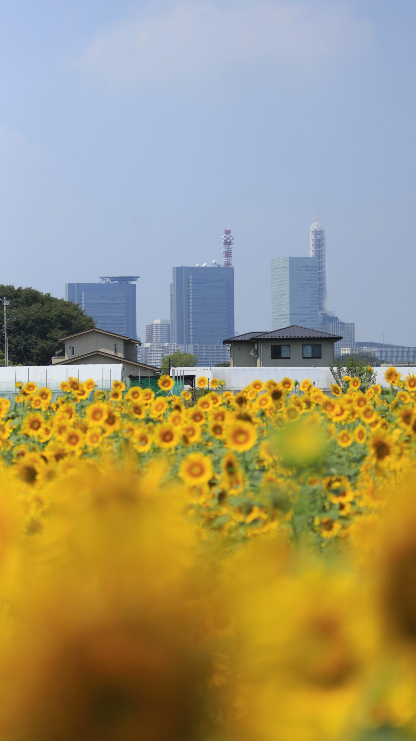 埼玉県の見沼田んぼひまわり畑で、向日葵の隙間からさいたま新都心の高層ビル群が見えるユニークな風景を撮影した写真