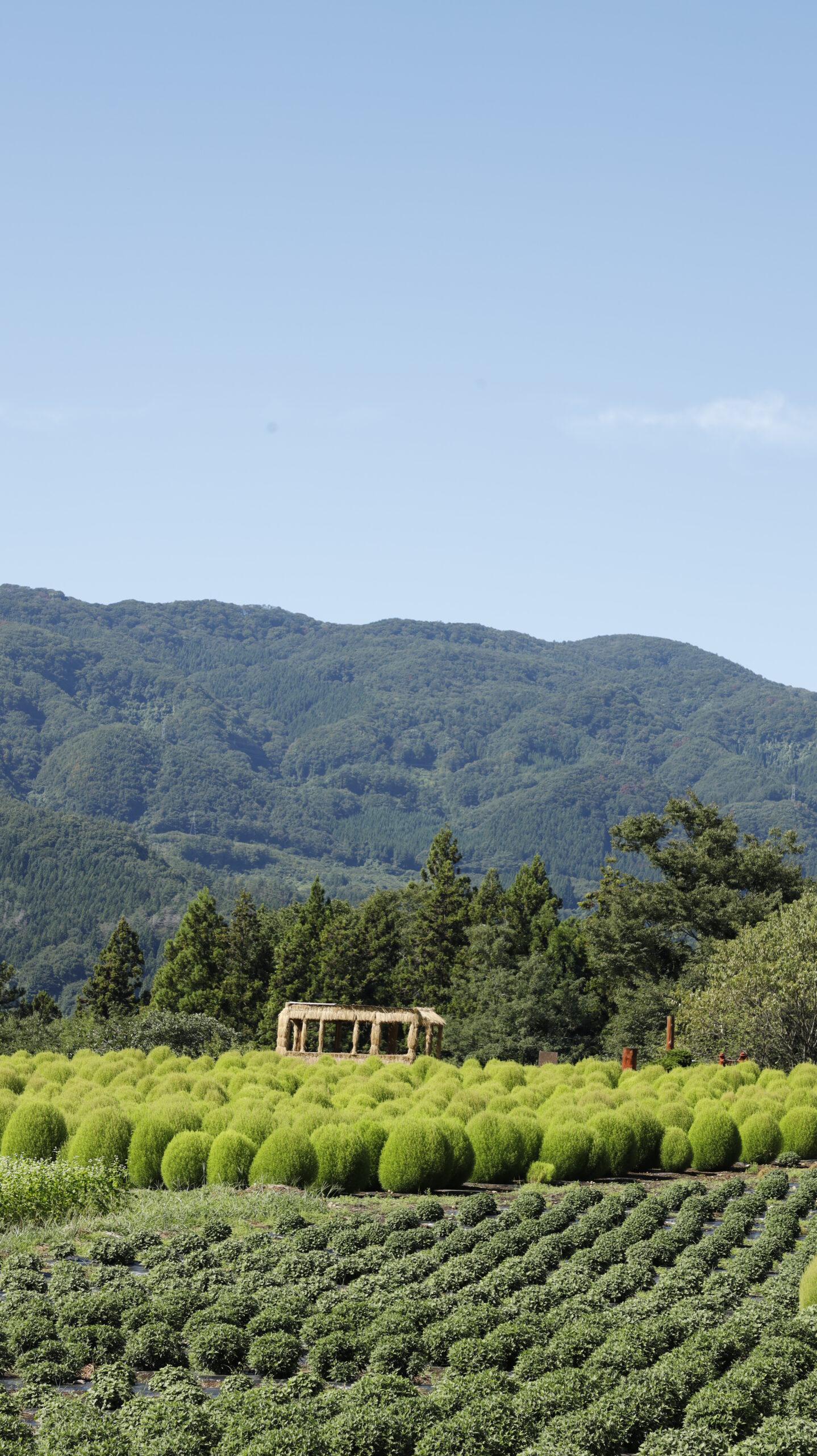 伊賀野の花畑で撮影した、コキア畑と遠くに広がる山並みの景色