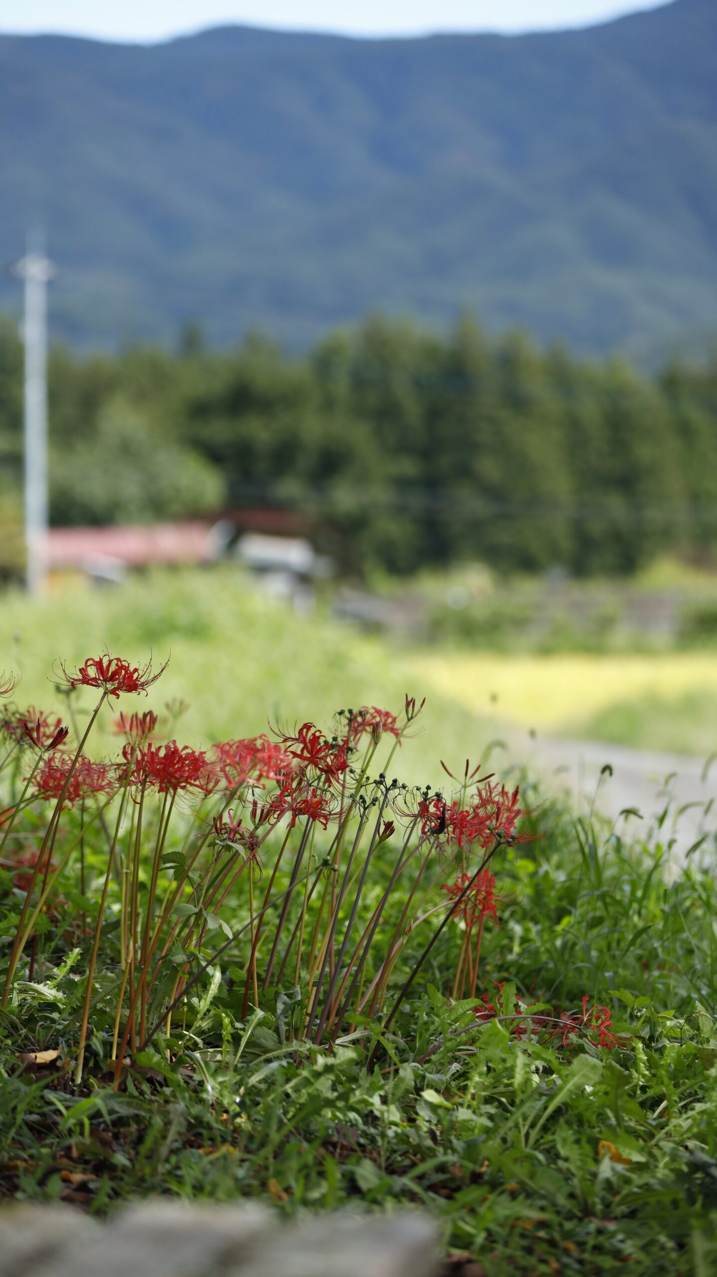 たくみの里「8番野仏」周辺で撮影した、背景が明るく抜ける彼岸花の赤い群生