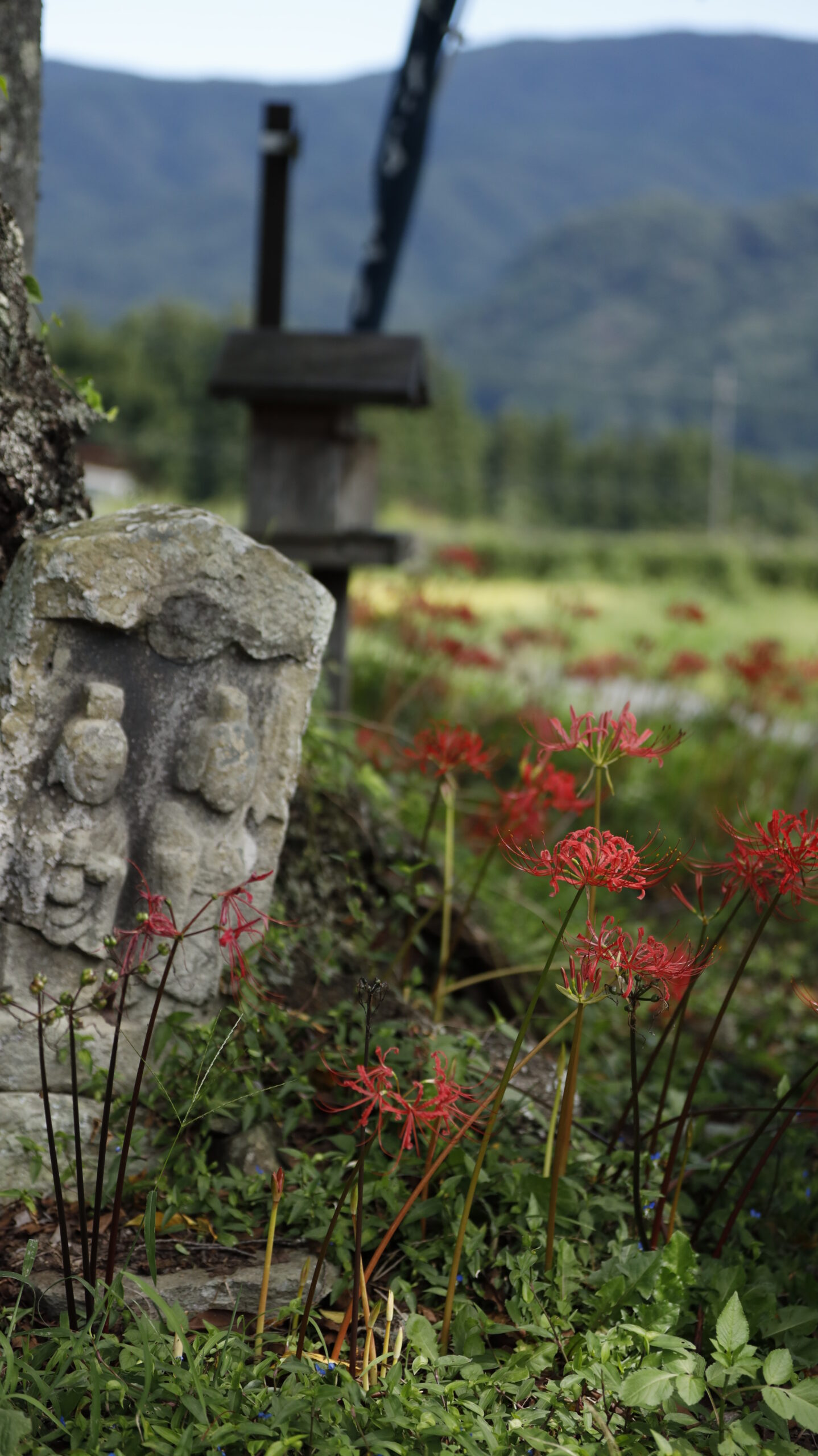 たくみの里「8番野仏」と曼殊沙華を組み合わせた、立体感のある風景写真