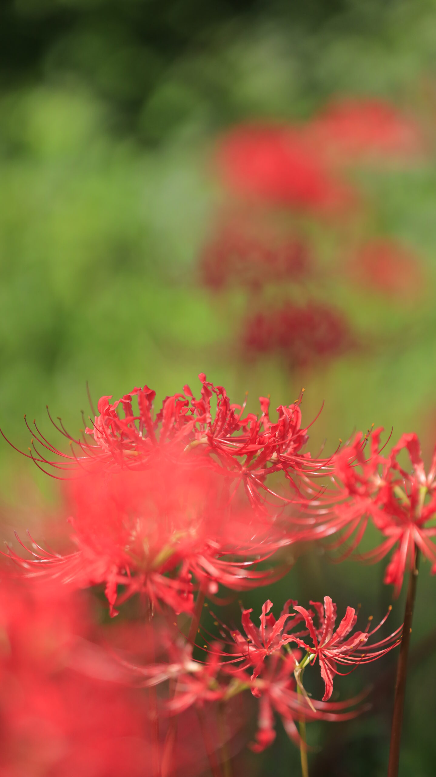 たくみの里の道端で撮影した、日光に輝く曼殊沙華の鮮やかな姿