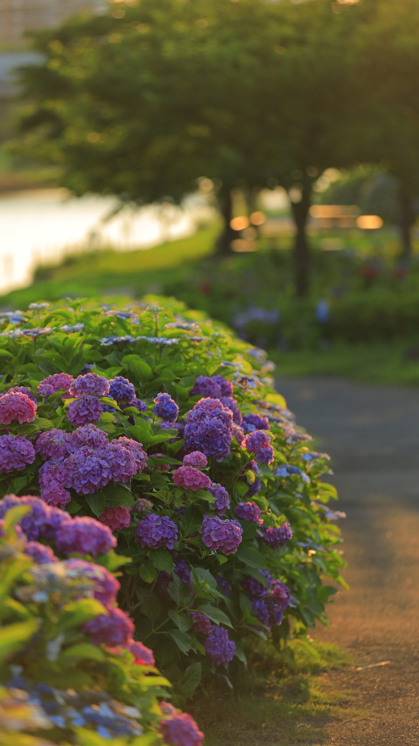 ふれあい橋の影と奥行きのある紫陽花
