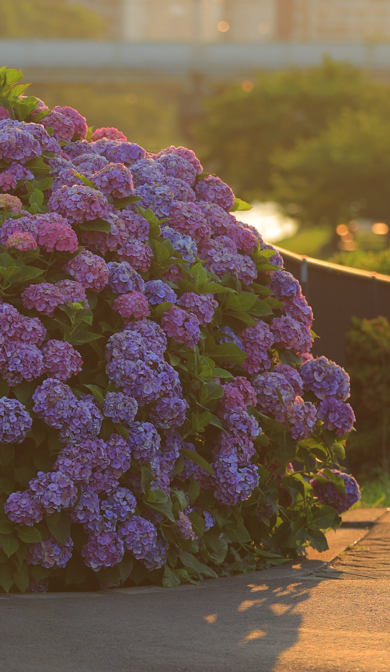 ふれあい橋の輝くピンクの紫陽花の木