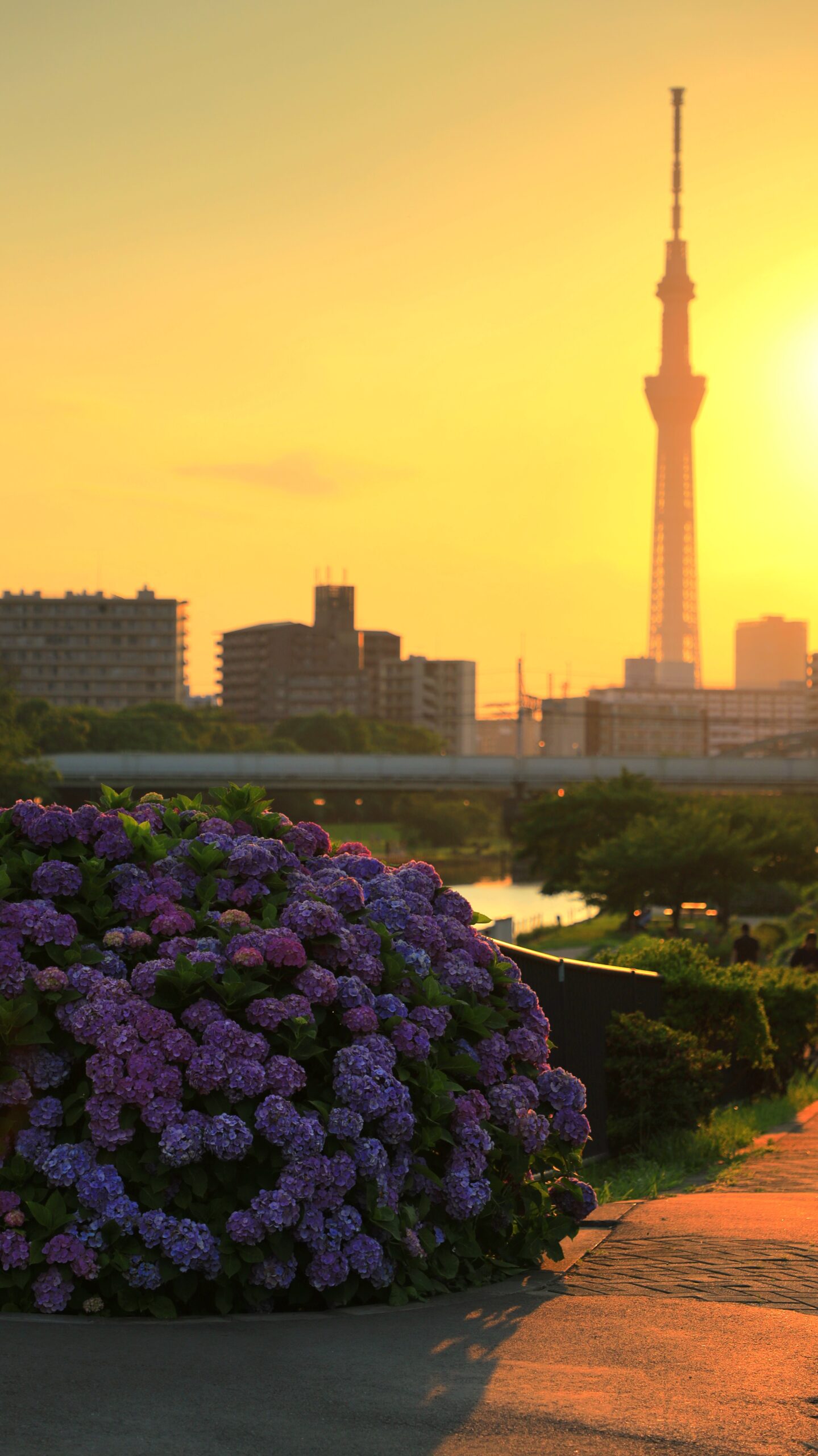 ふれあい橋の紫陽花とタワーと夕焼けの調和