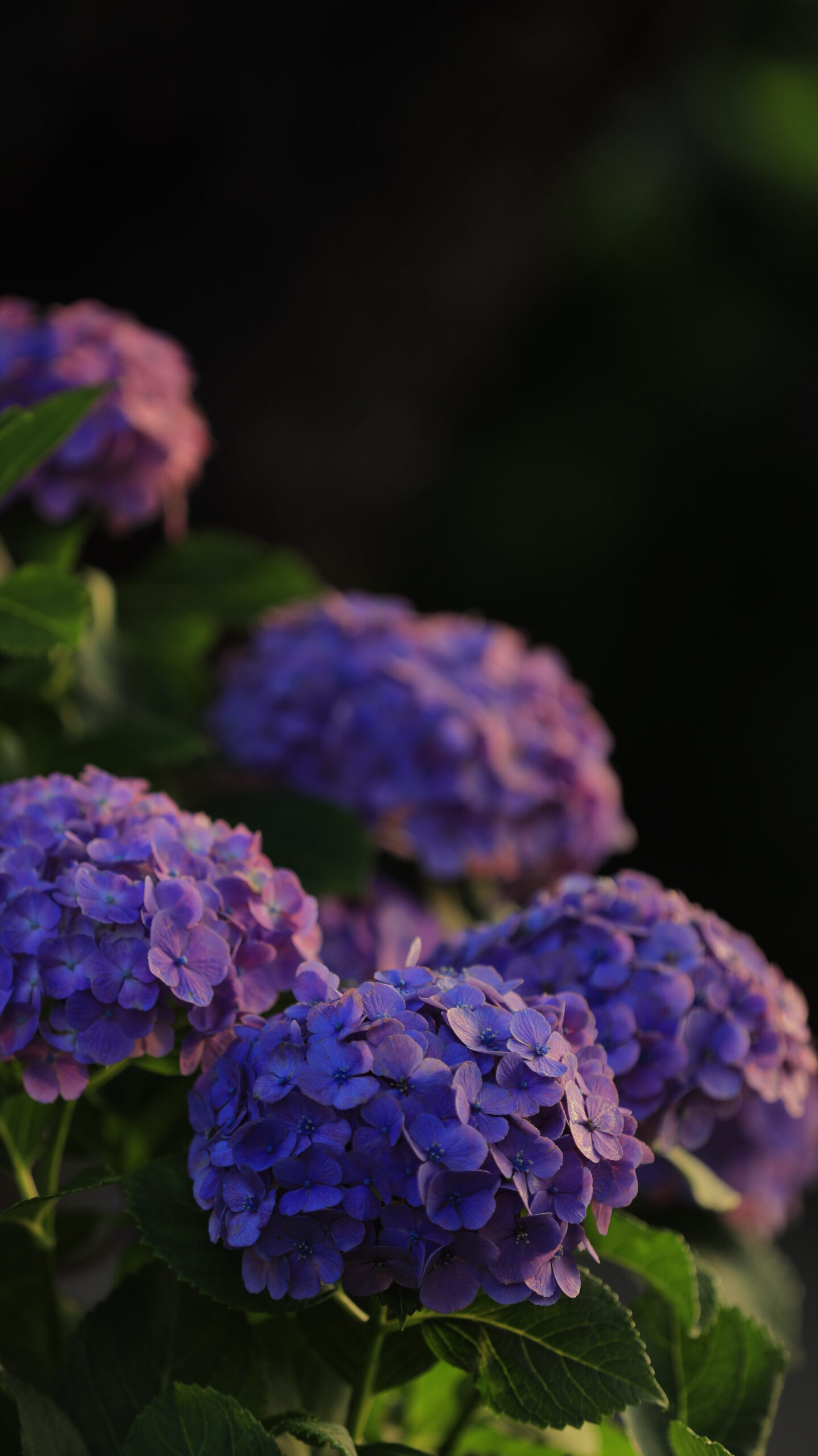 水元公園の朝日に照らされた紫の紫陽花