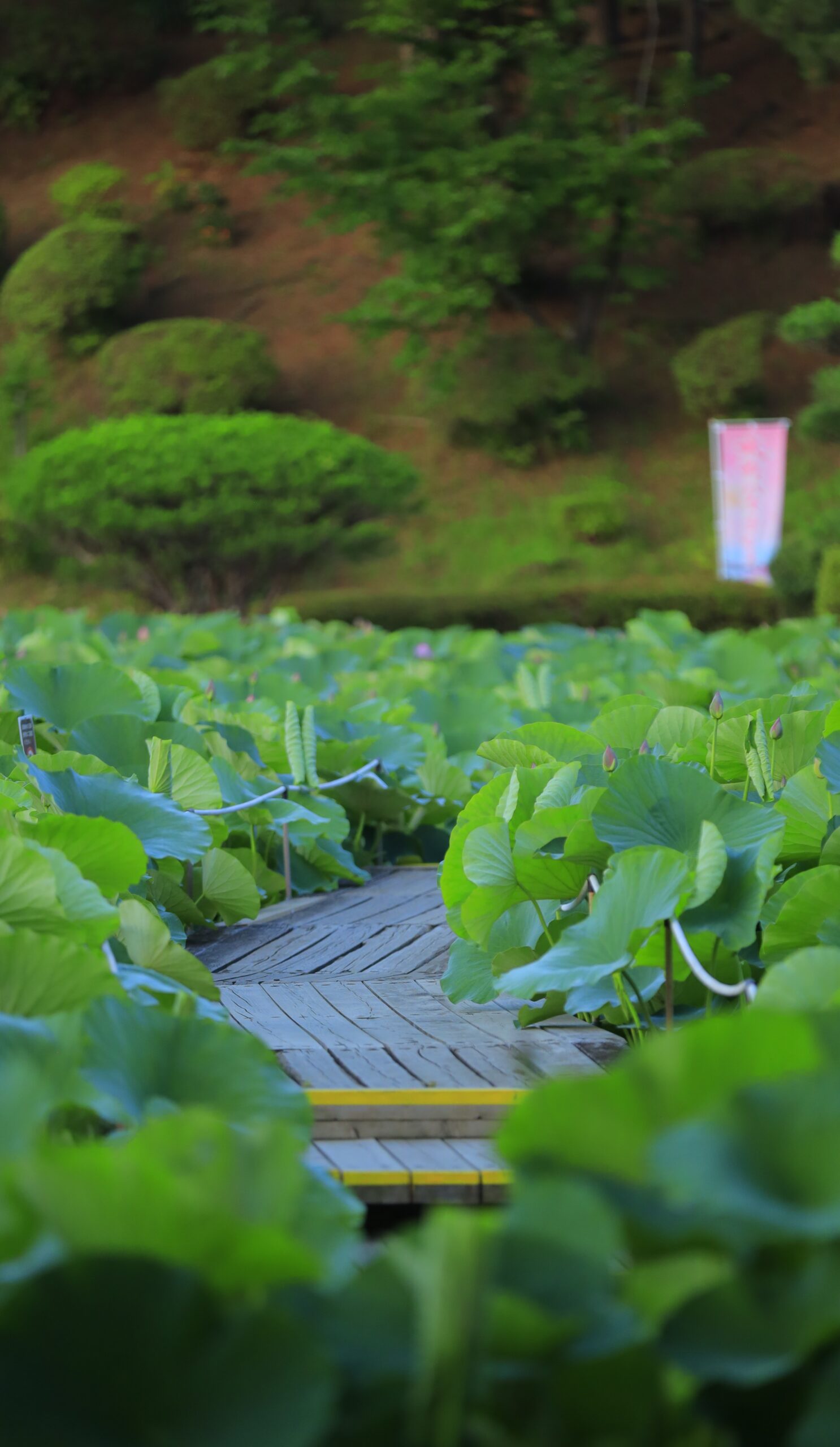 千葉公園の木陰の道と咲く蓮