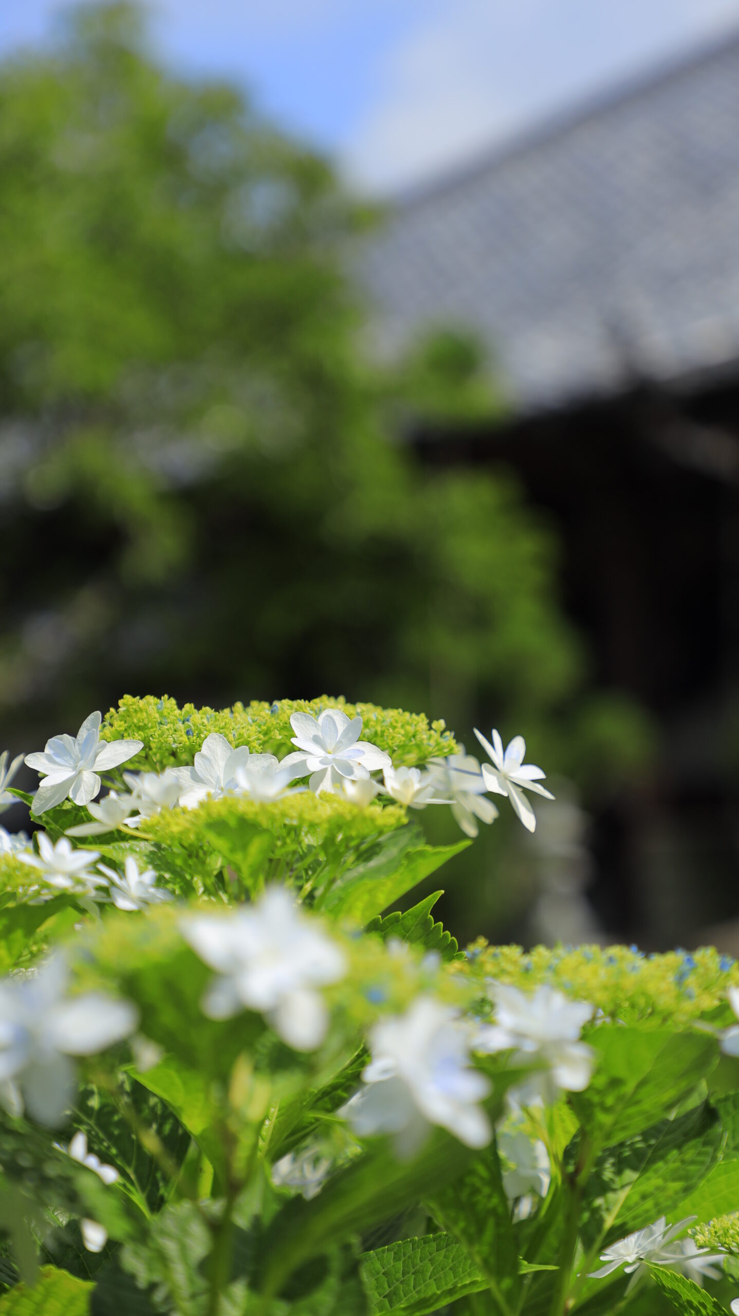 雨引観音(雨引山楽法寺)の白い紫陽花と建物