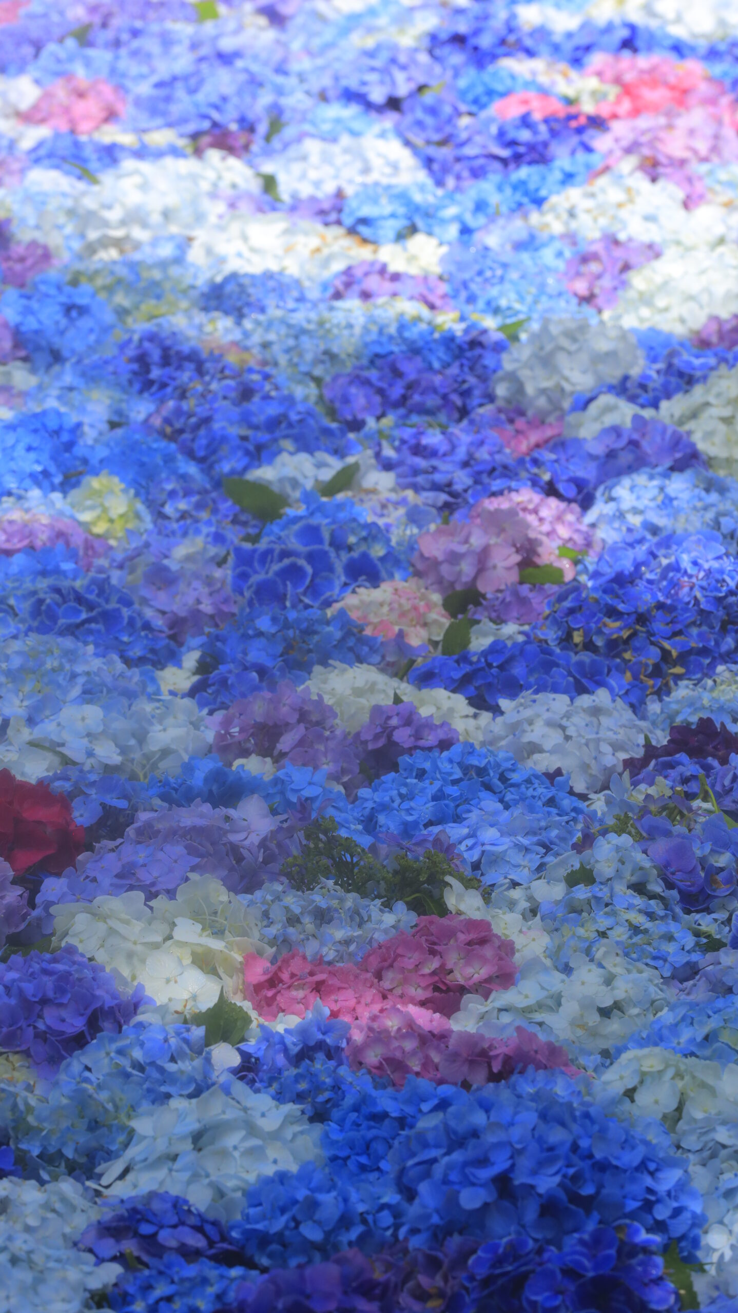 雨引観音(雨引山楽法寺)のミストと光と水中花