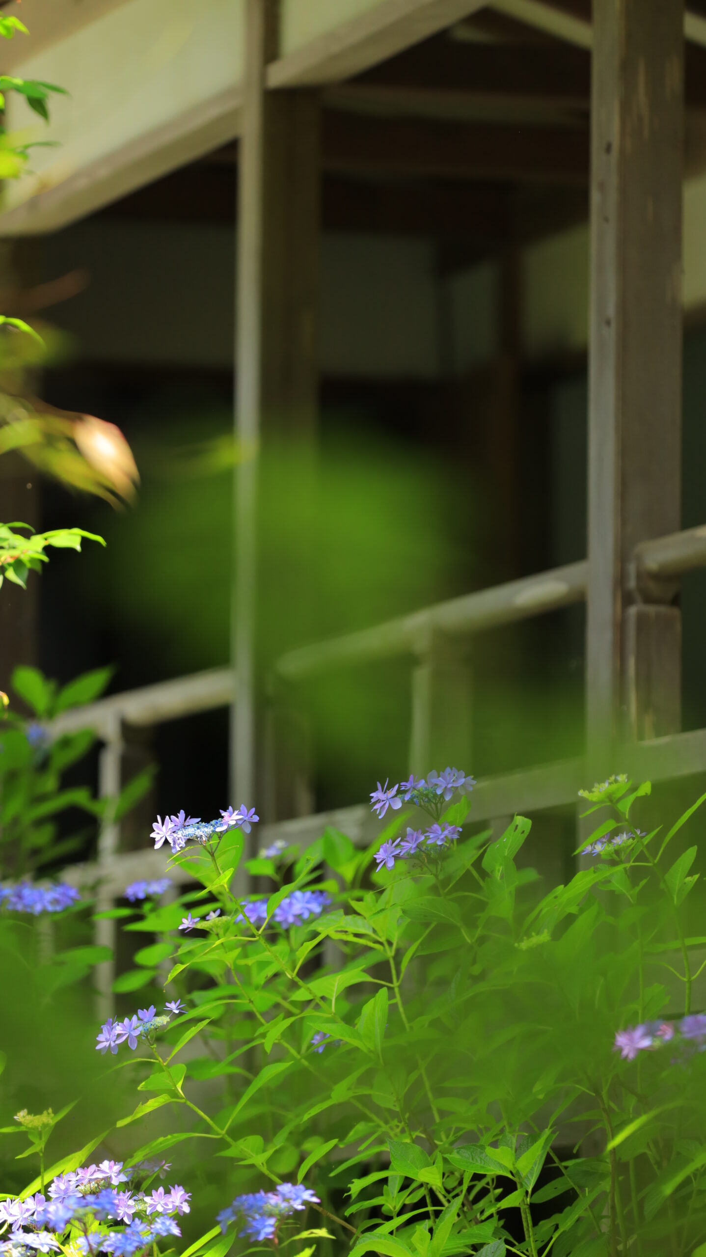 雨引観音(雨引山楽法寺)の紫陽花と廊下を見上げて