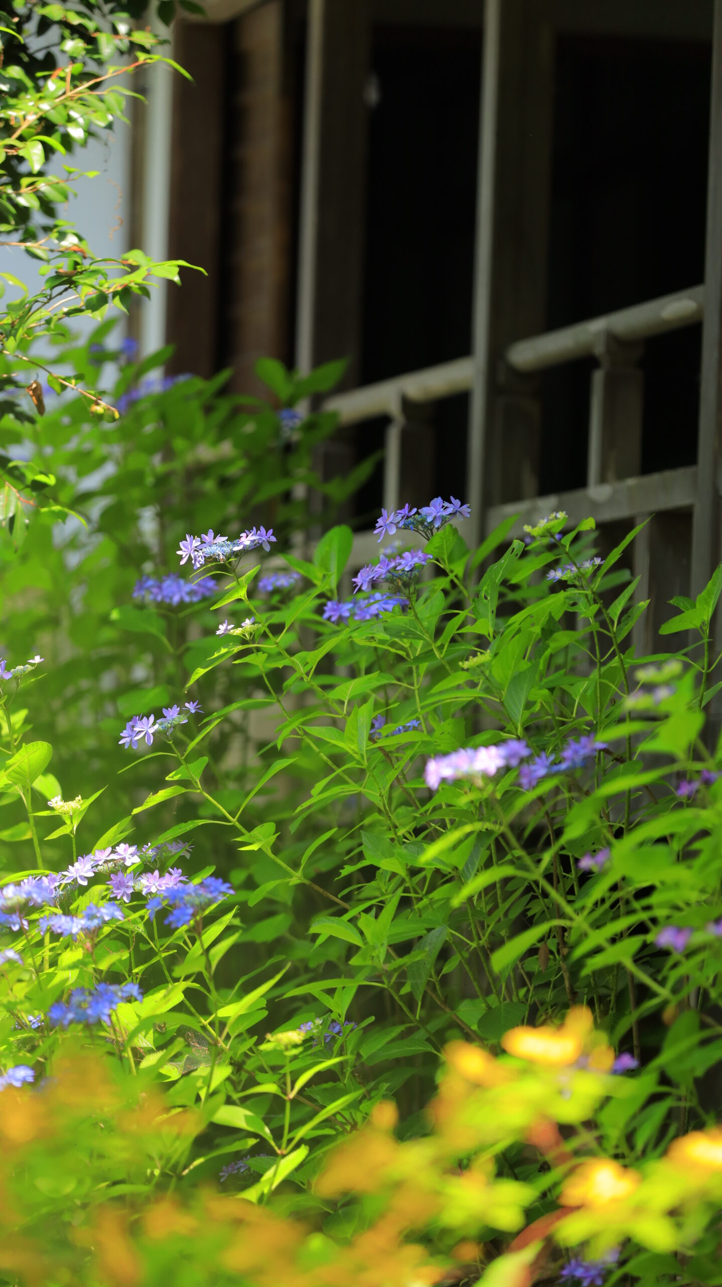 雨引観音(雨引山楽法寺)の紫陽花にピントを合わせて