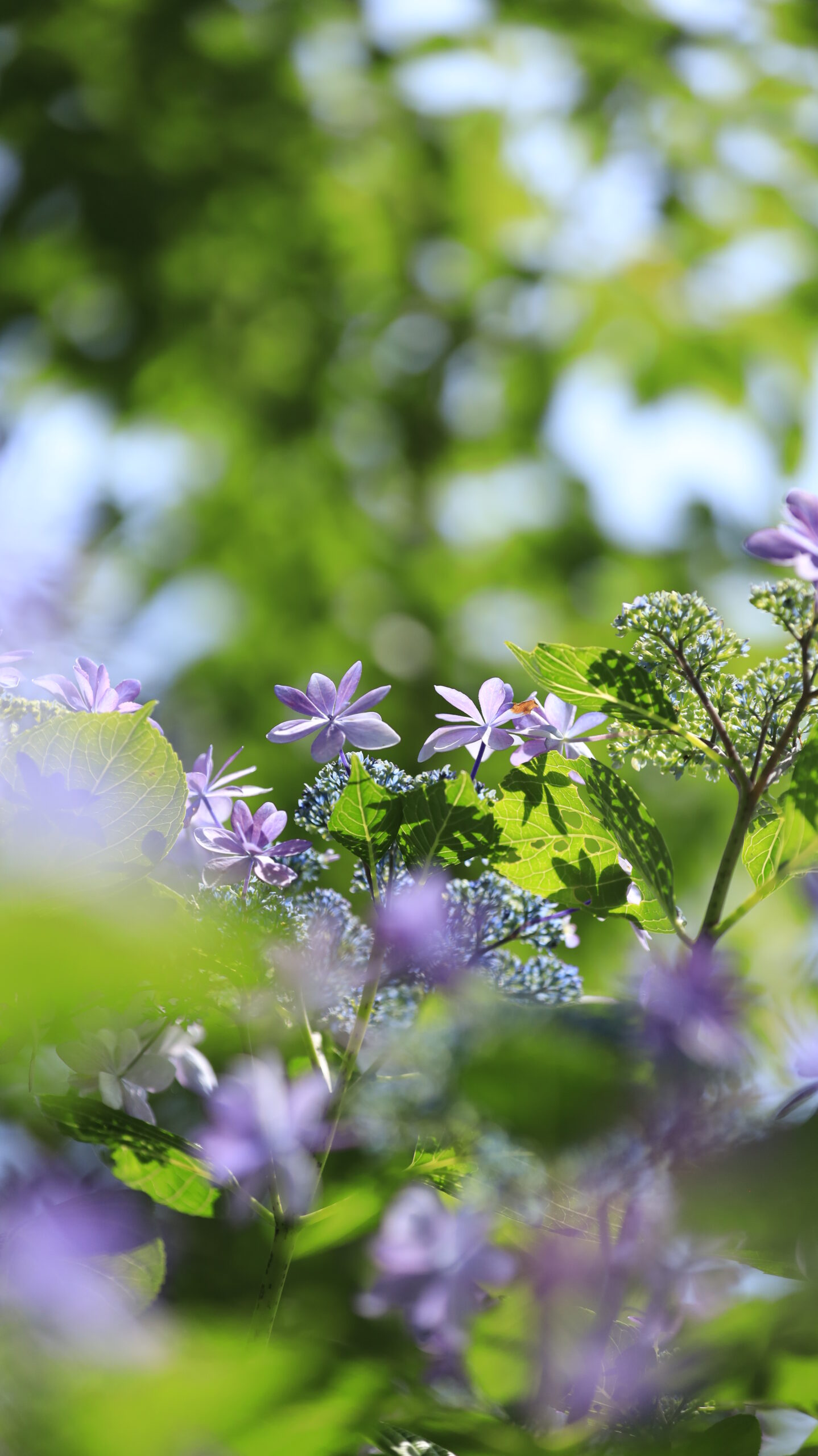雨引観音(雨引山楽法寺)の透ける花びらの紫陽花