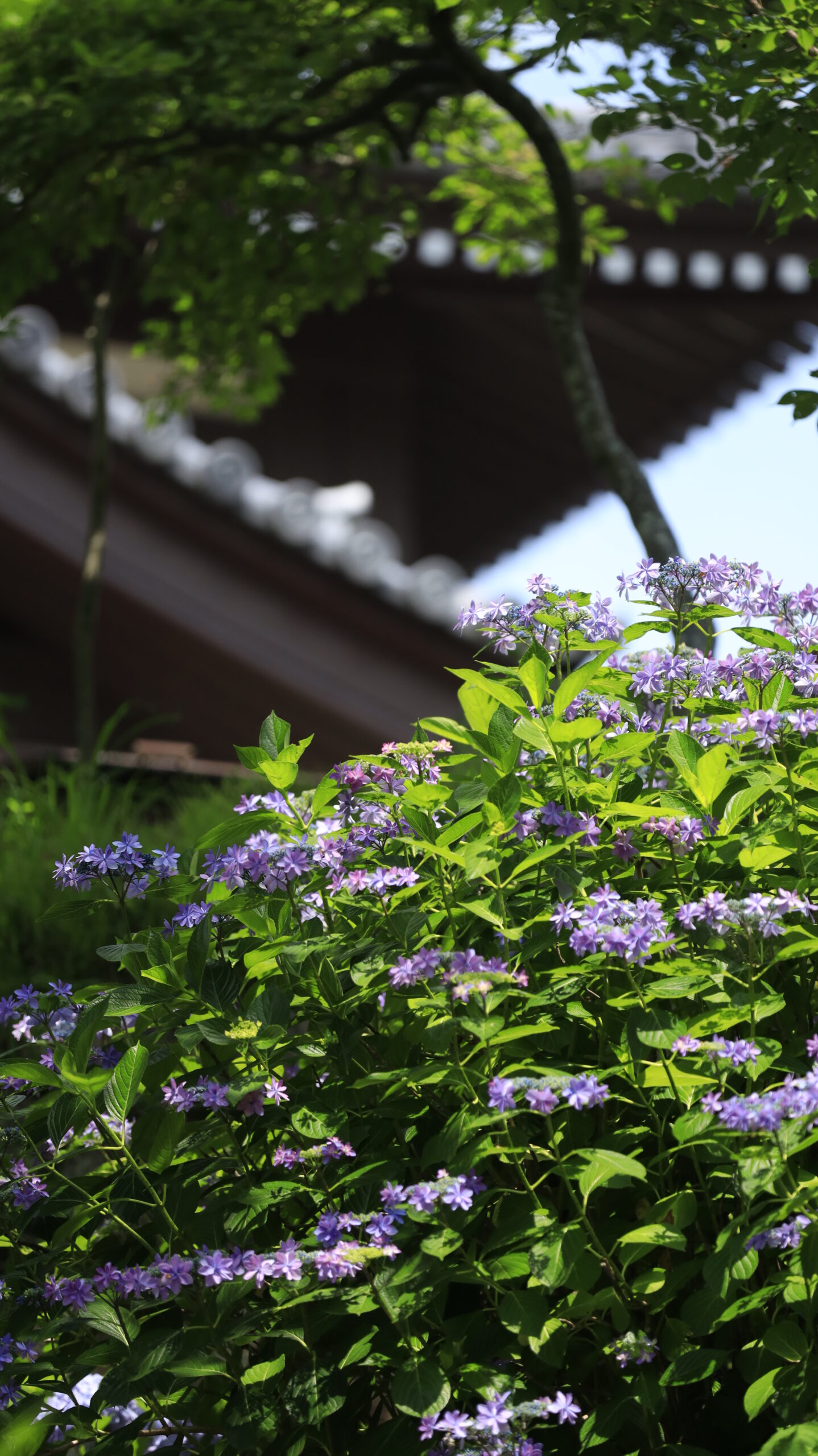 雨引観音(雨引山楽法寺)の紫陽花と建物の構図