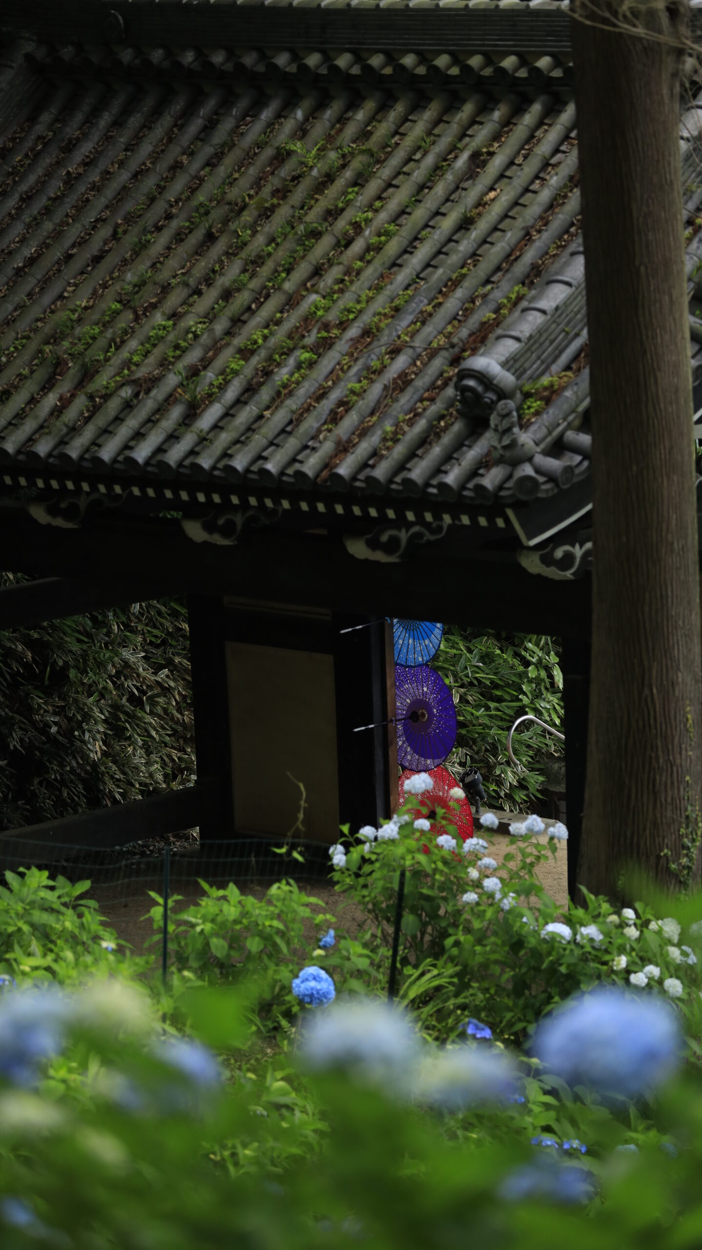雨引観音(雨引山楽法寺)の門と紫陽花を見下ろして