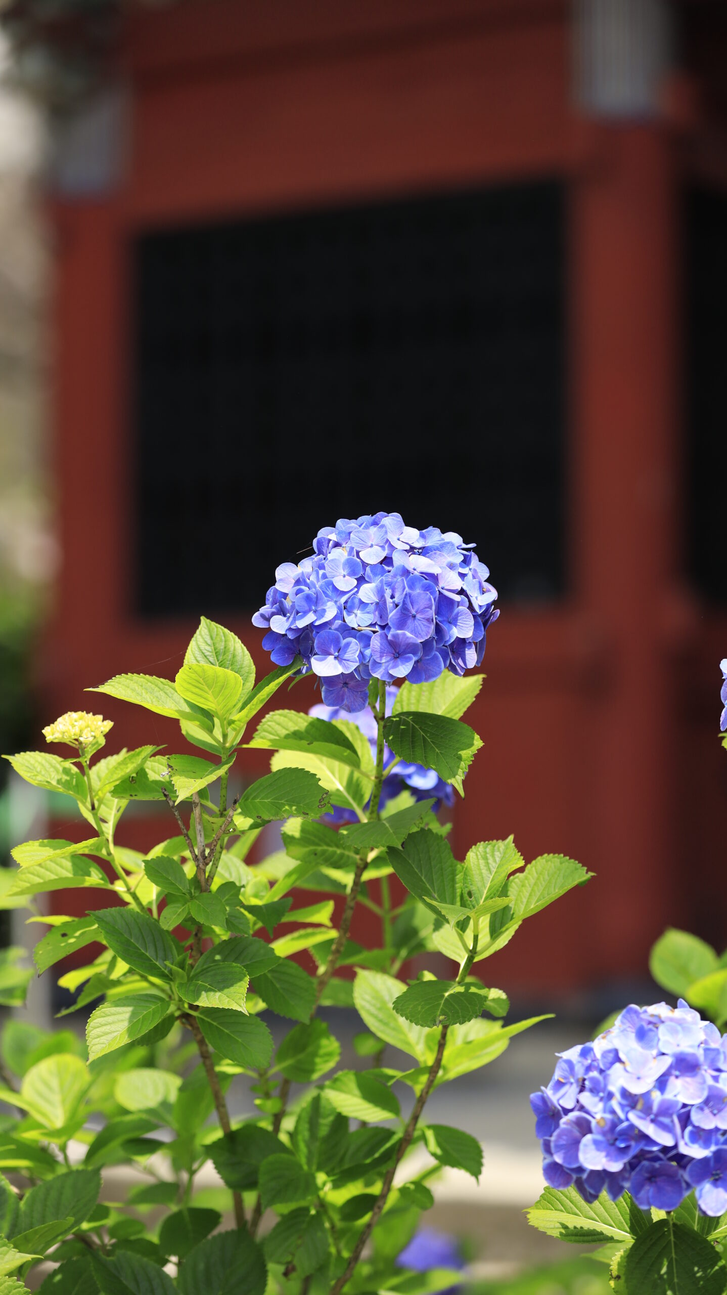 雨引観音(雨引山楽法寺)の門と紫陽花の正面風景