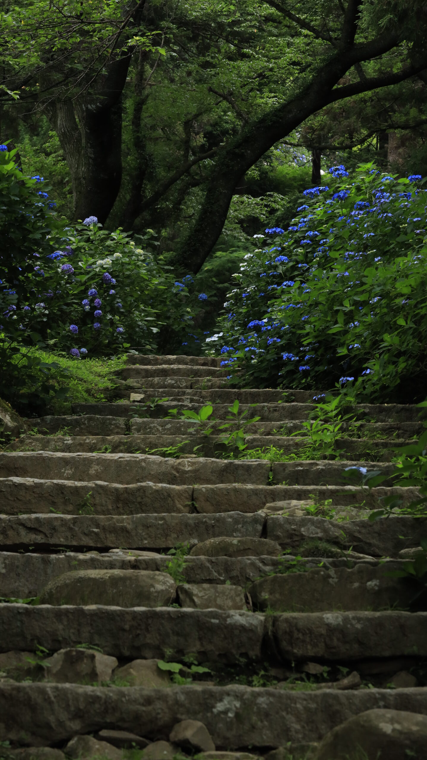 雨引観音(雨引山楽法寺)の薄暗い紫陽花階段