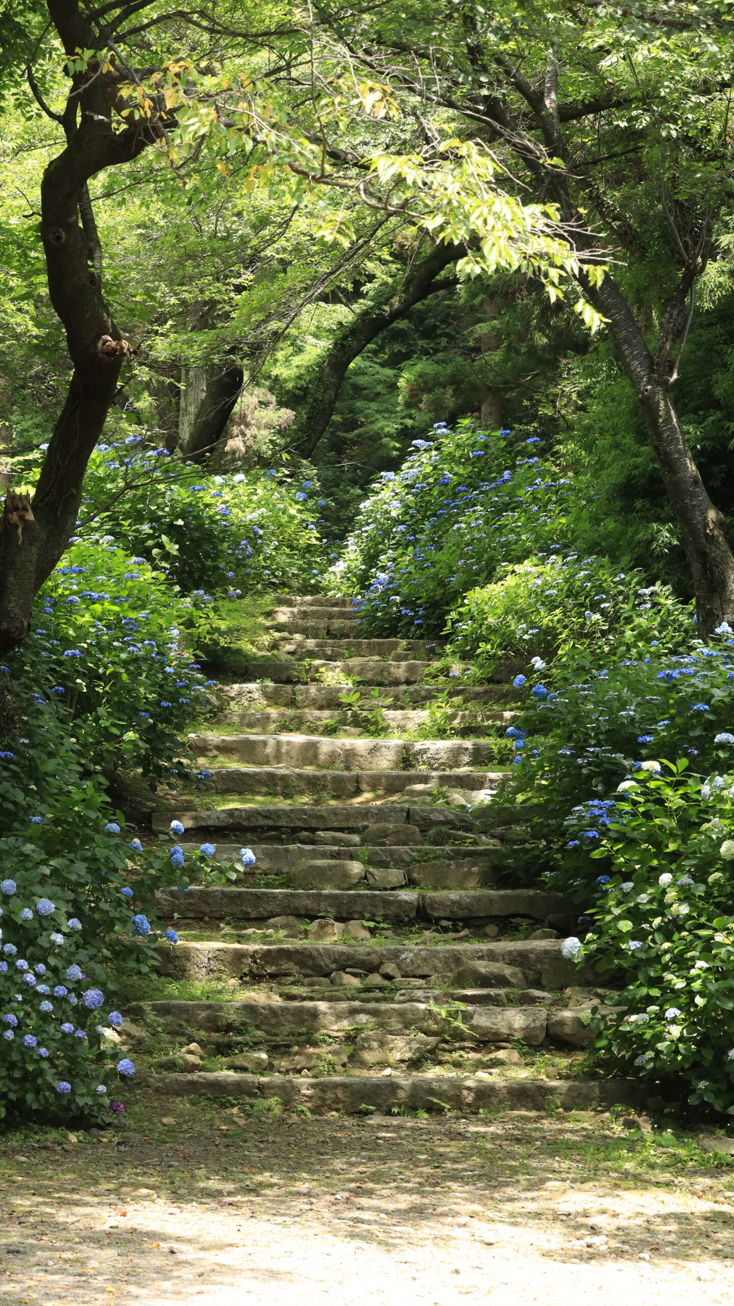 雨引観音(雨引山楽法寺)の朝日差し込む階段