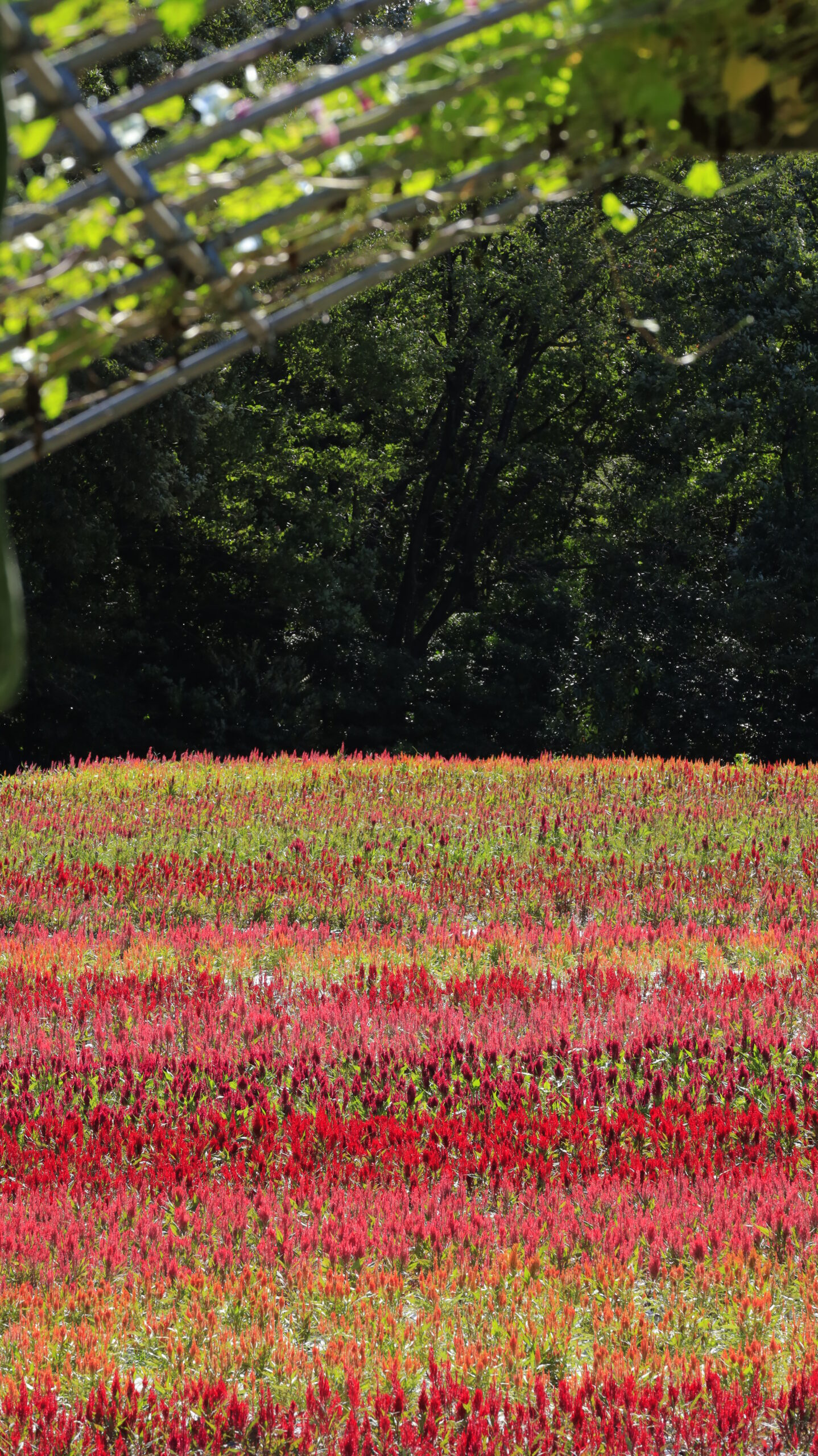 武蔵丘陵森林公園の西口広場花畑で、草のトンネル越しに奥の花畑を撮影した写真。トンネルから覗くケイトウ畑が幻想的な雰囲気を演出。
